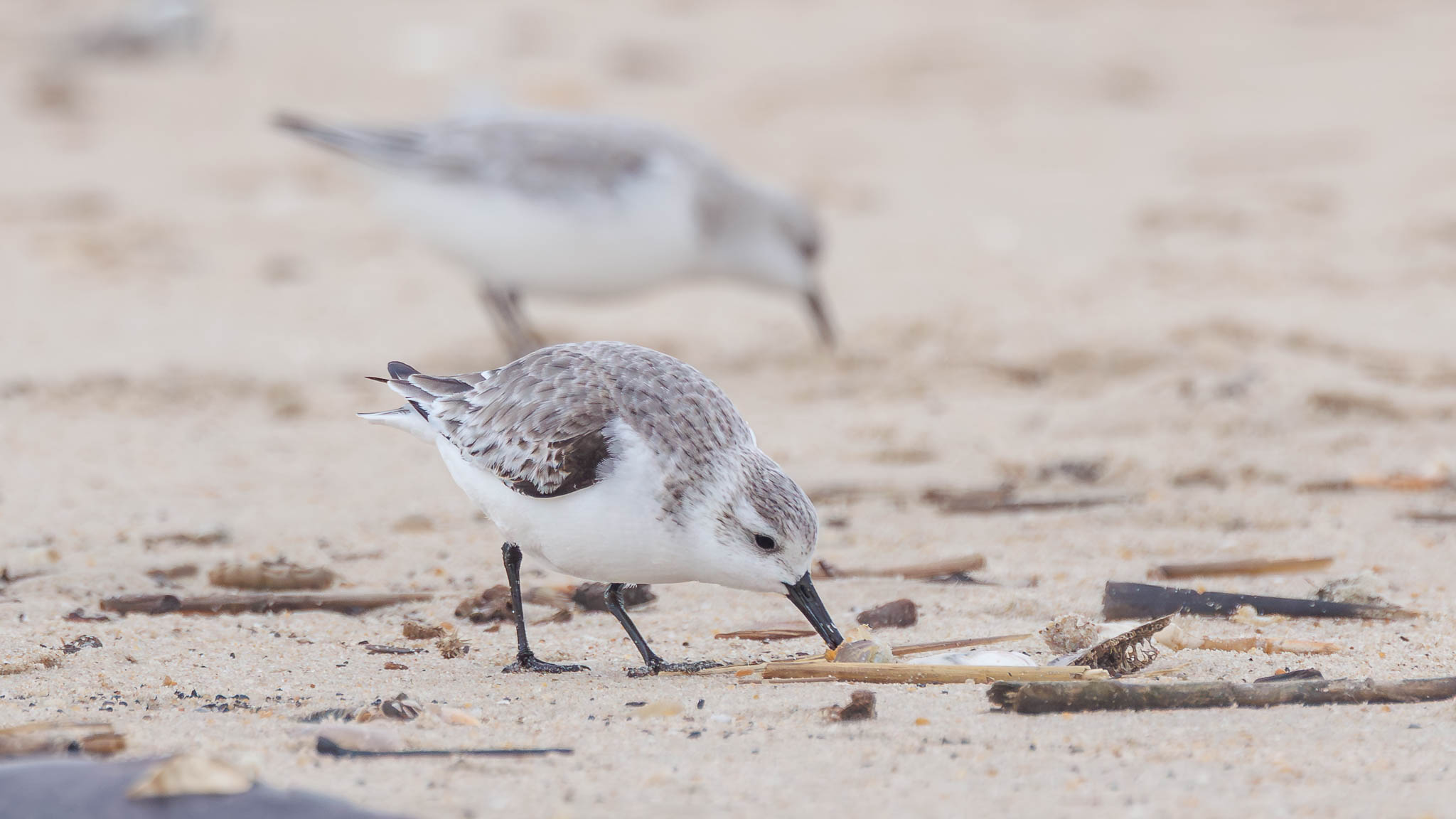 Sanderling
