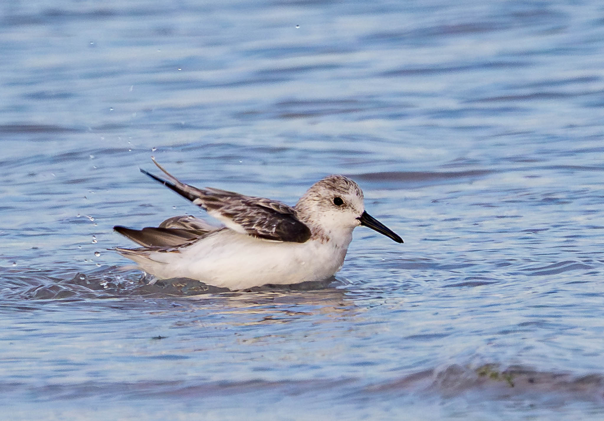 Sanderling