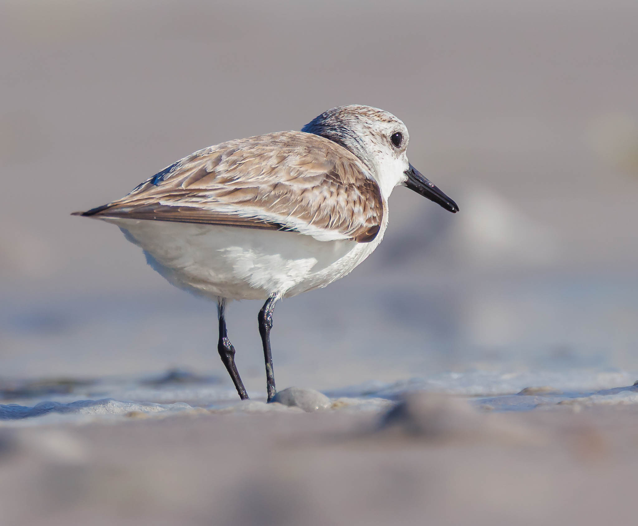 Sanderling