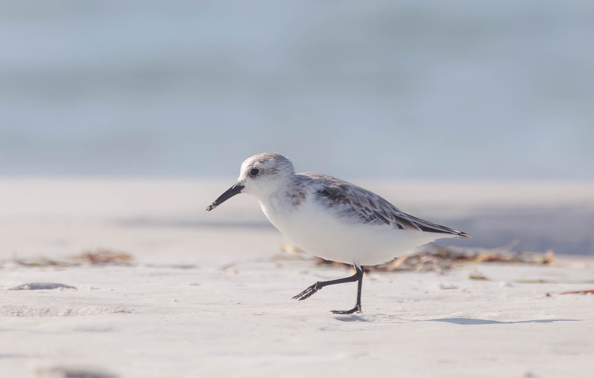 Sanderling