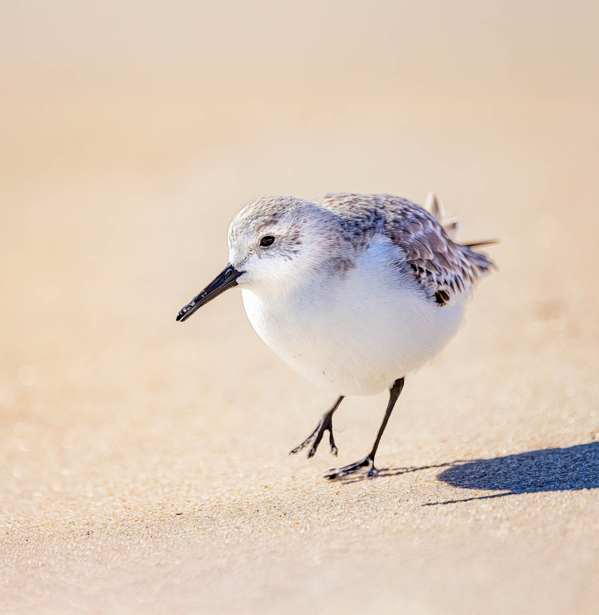 Sanderling