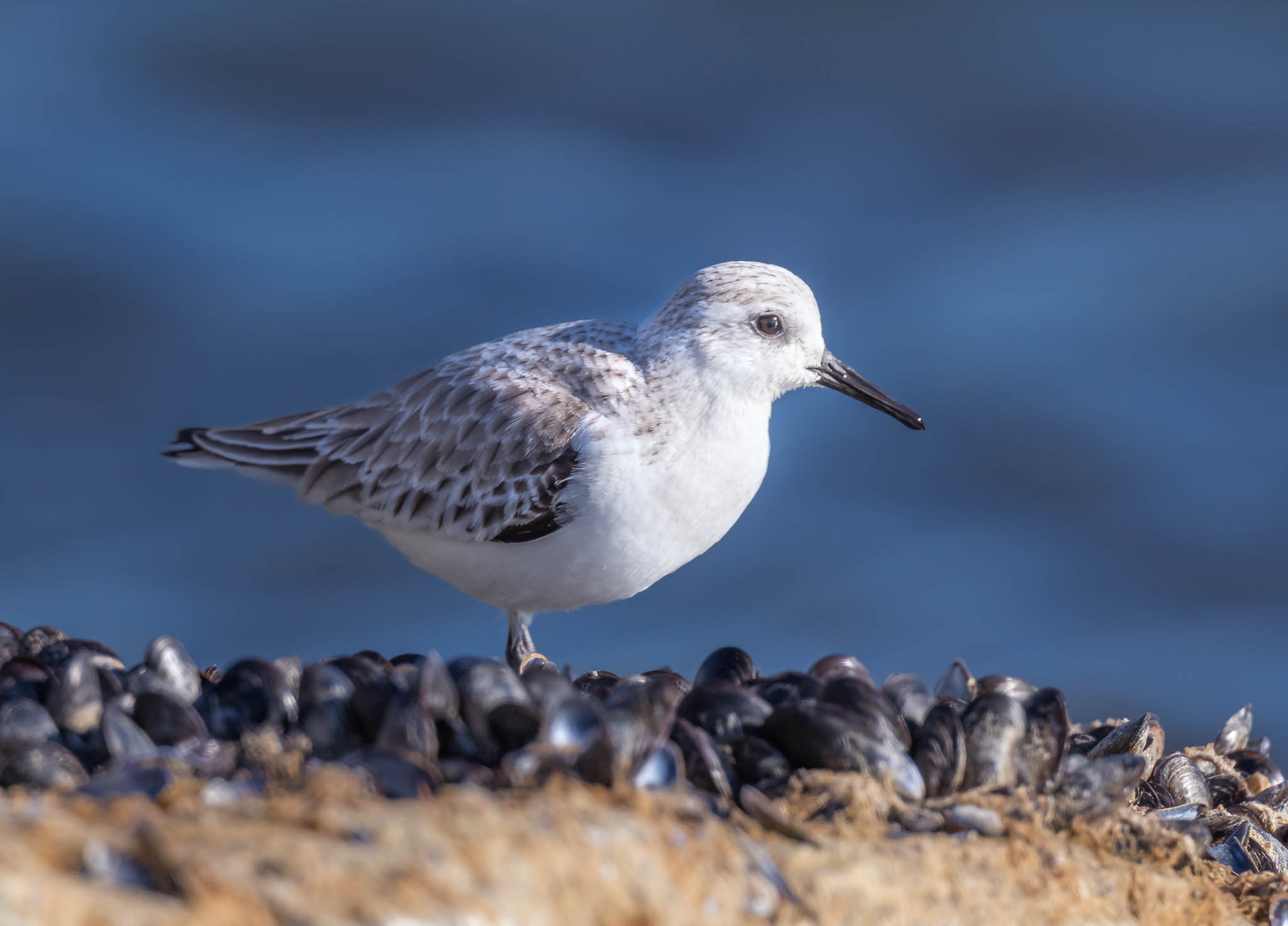 Sanderling