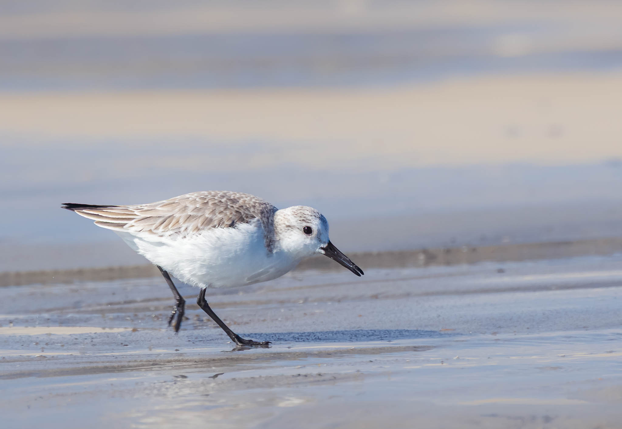 Sanderling