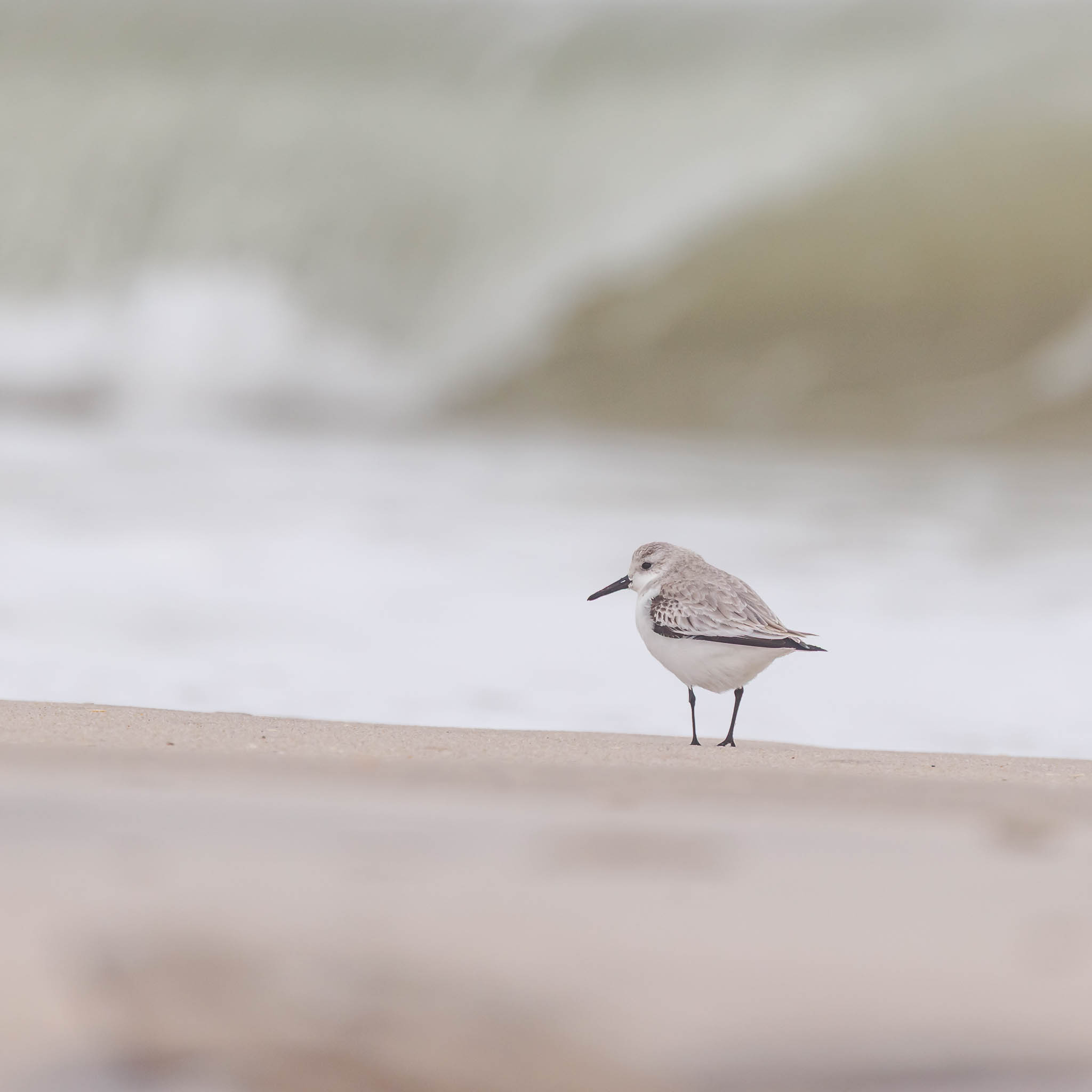 Sanderling