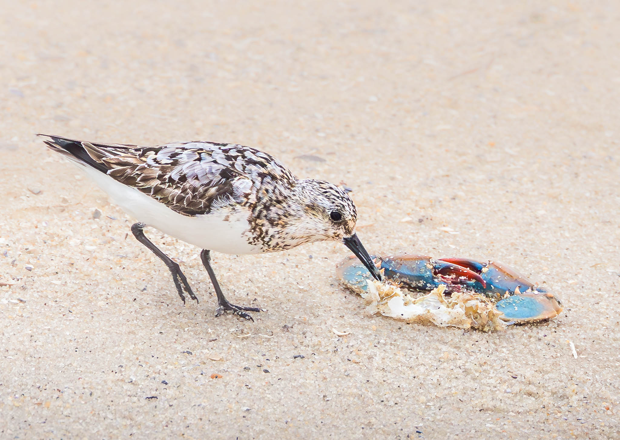 Sanderling