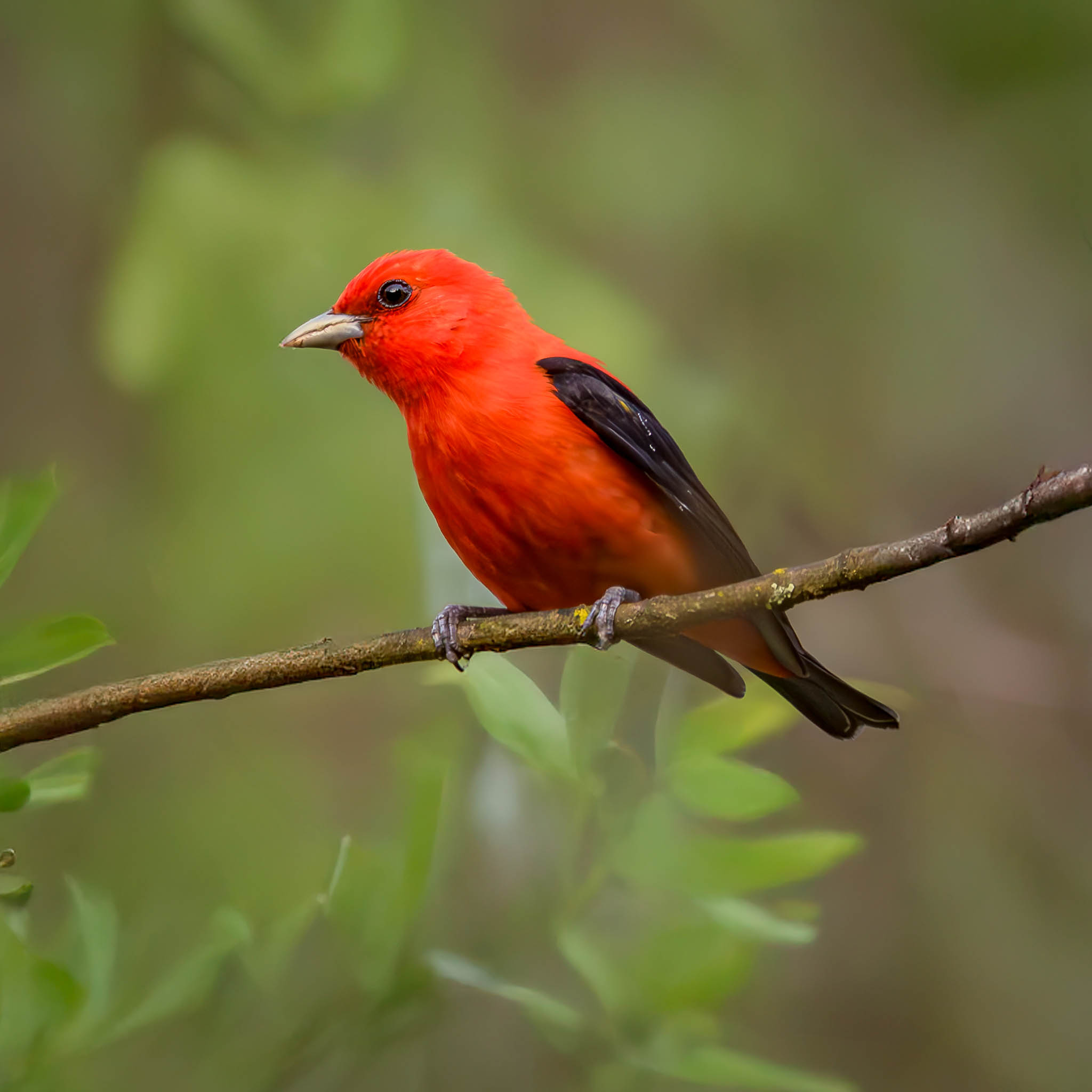 Scarlet Tanager