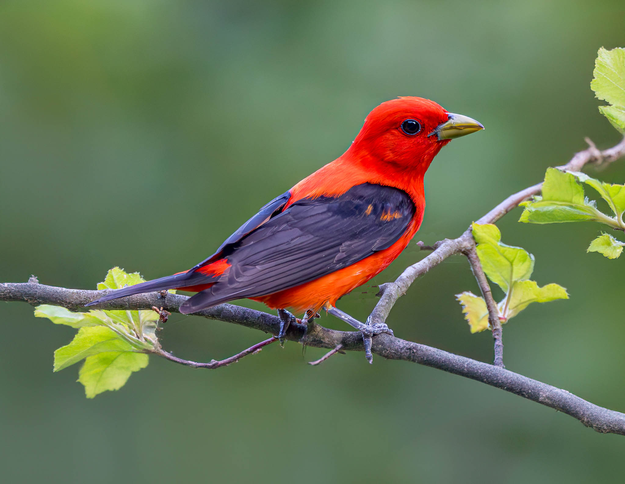 Scarlet Tanager