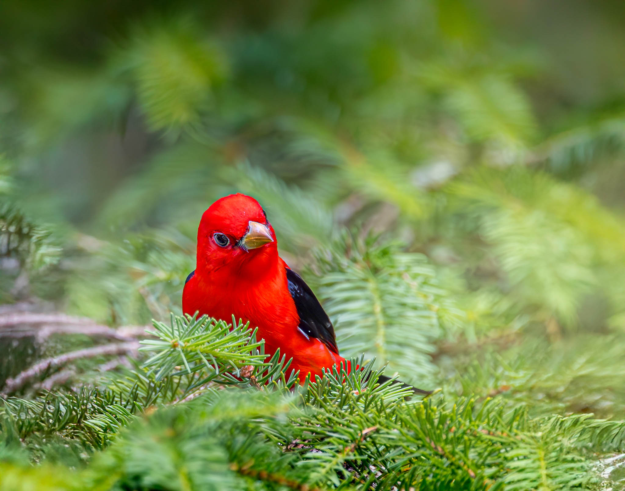 Scarlet Tanager