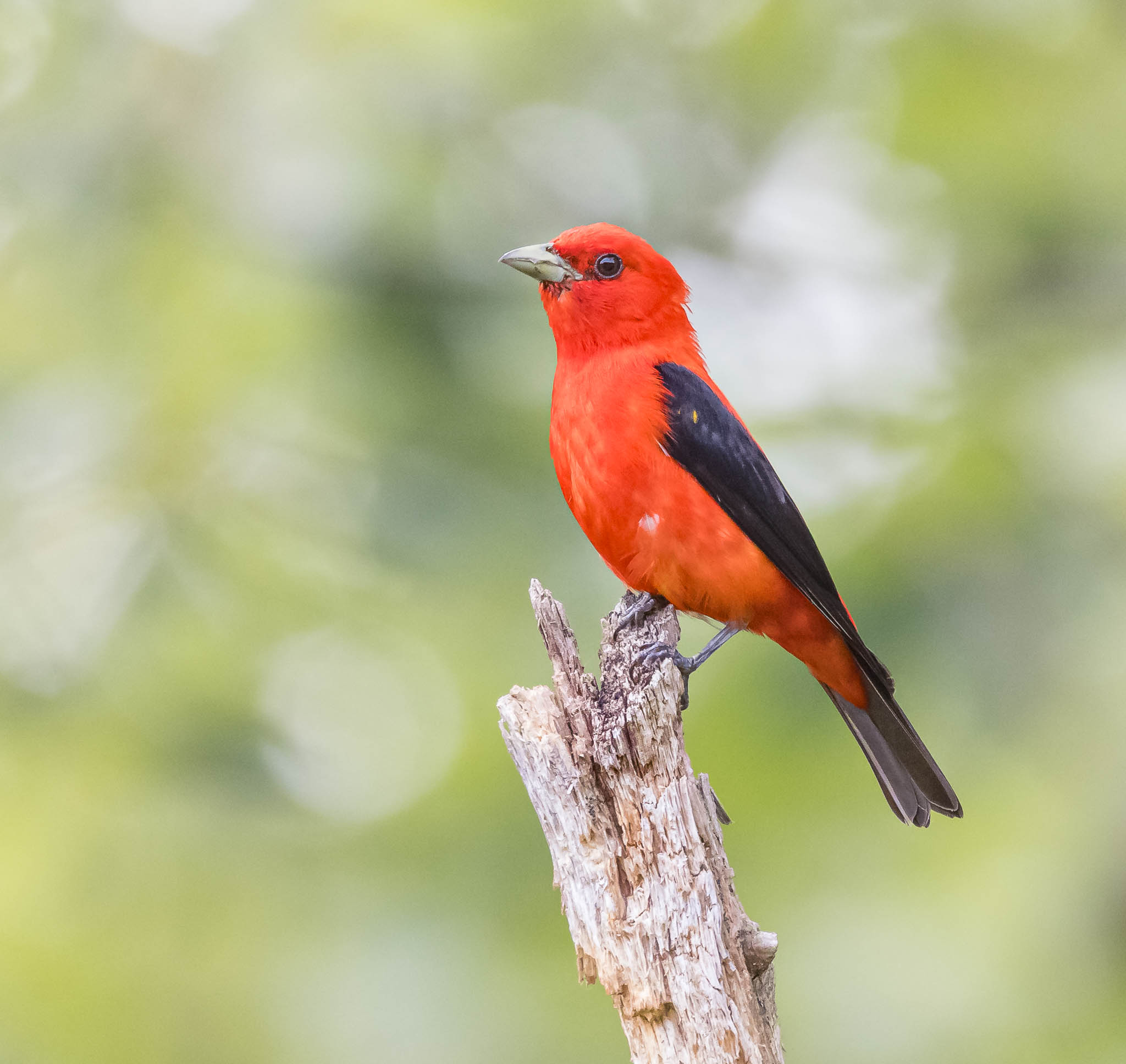 Scarlet Tanager