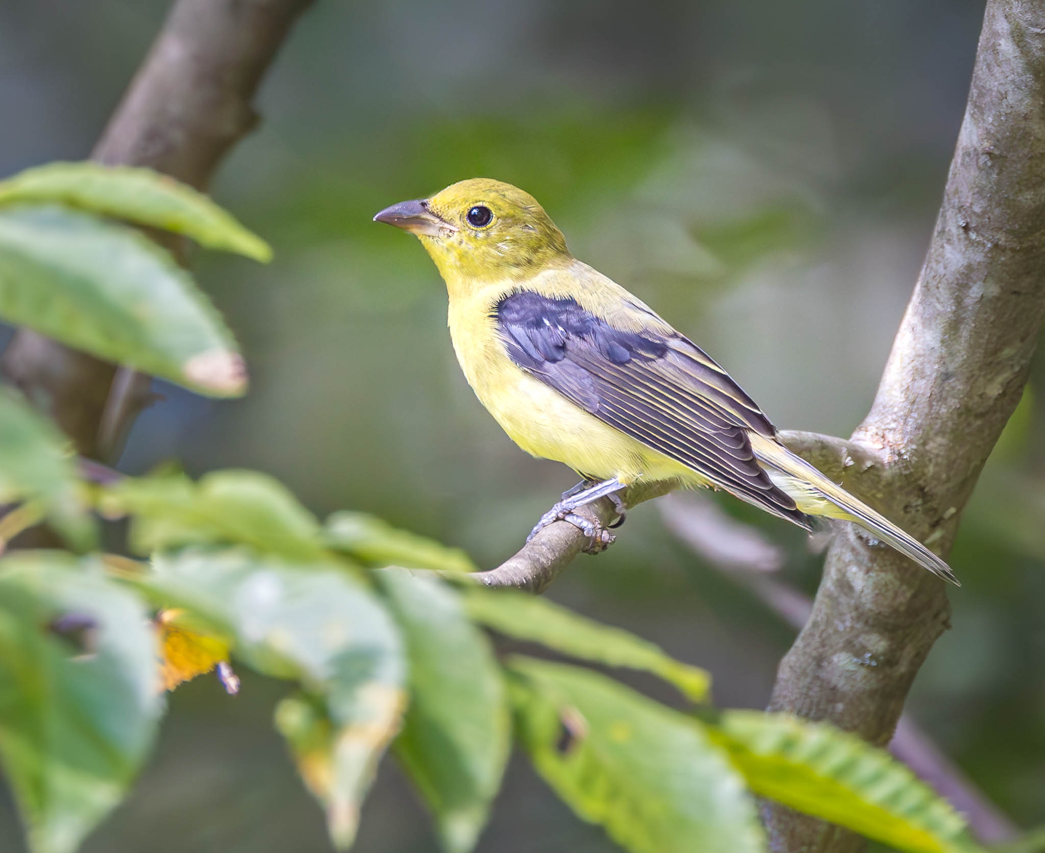 Scarlet Tanager