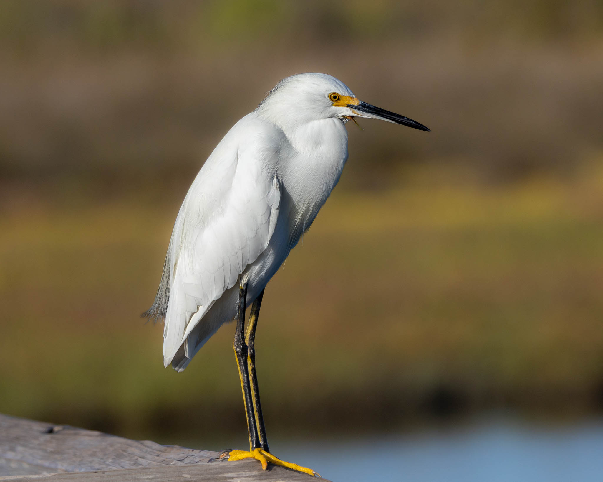 Snowy Egret