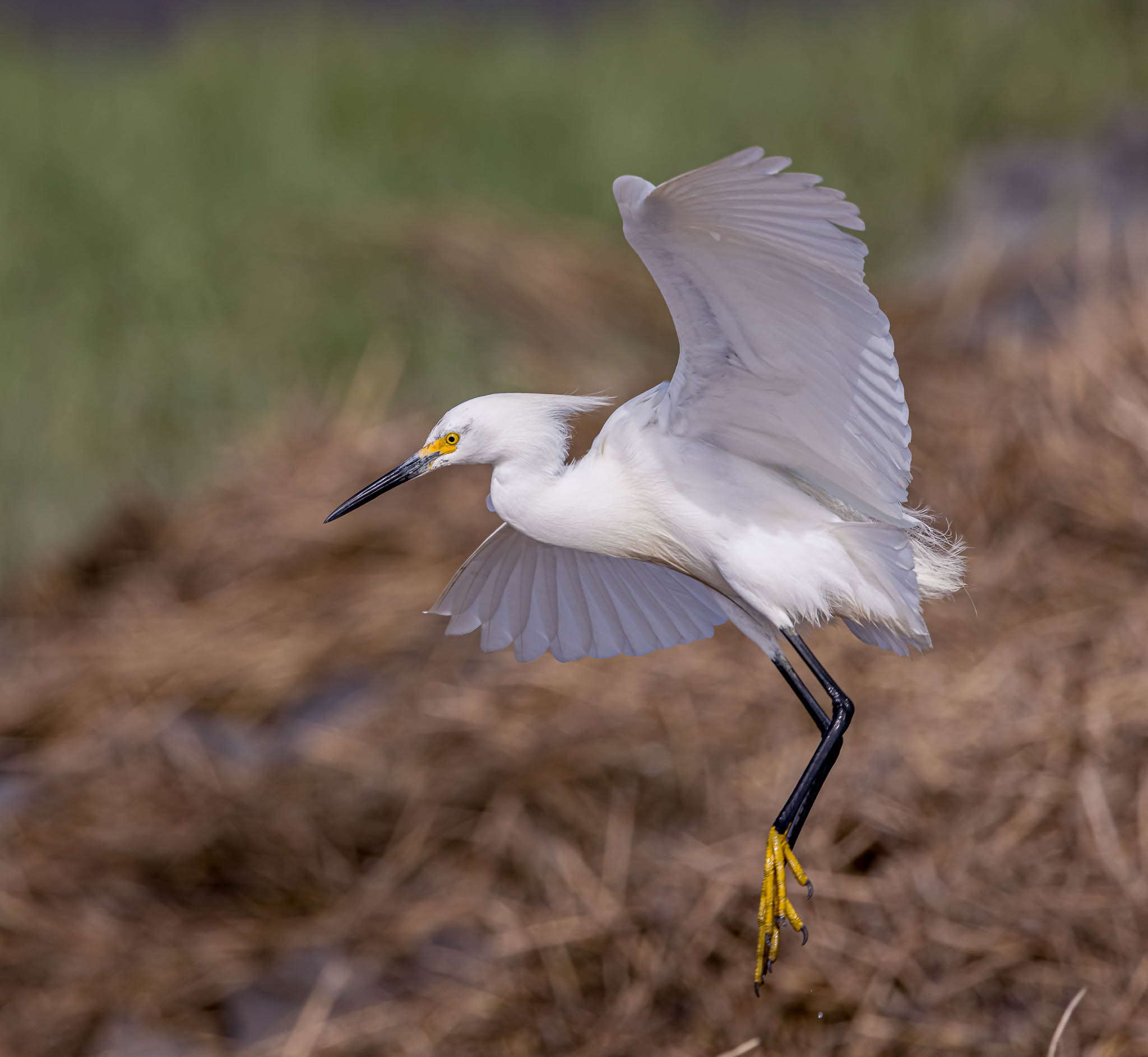 Snowy Egret