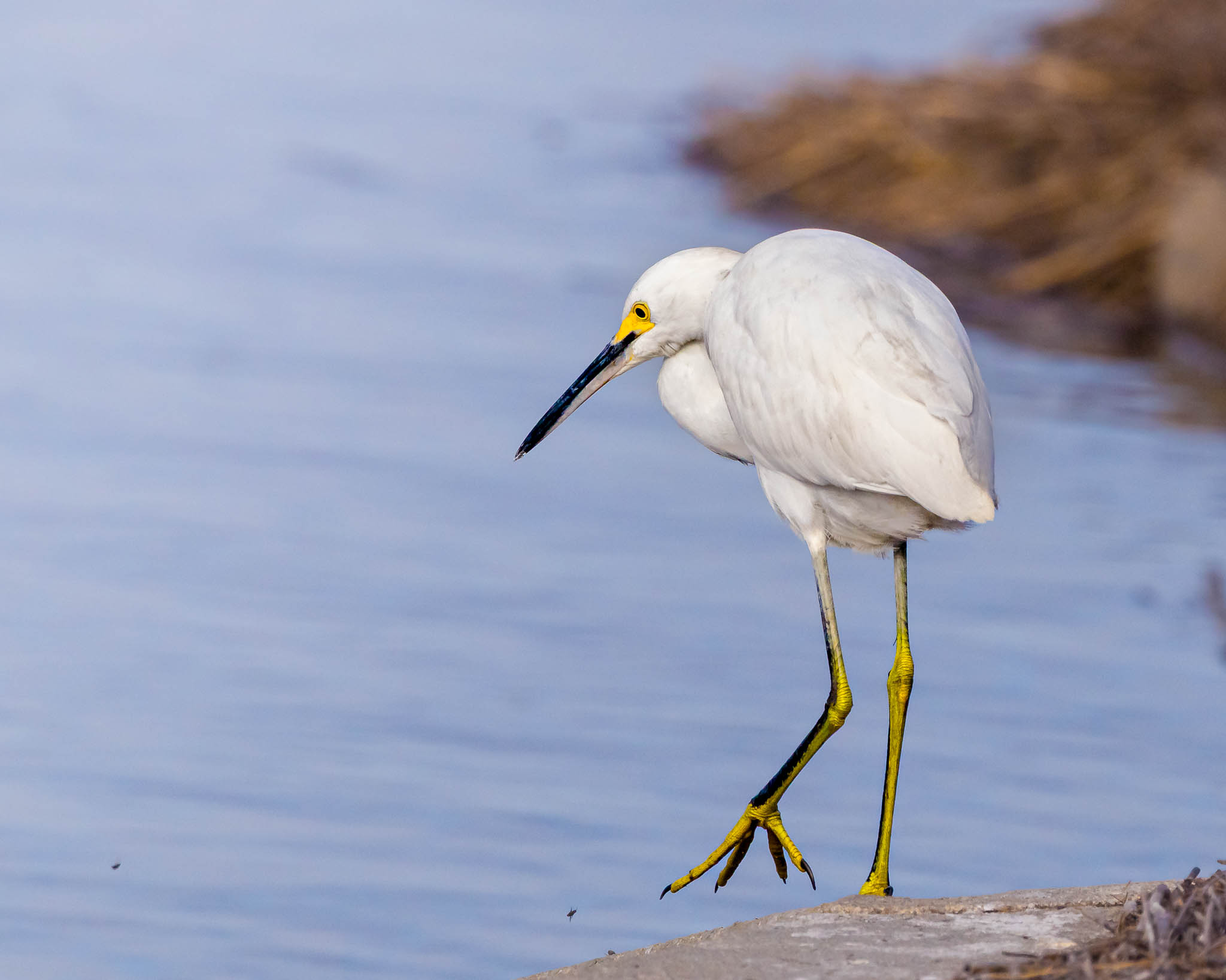 Snowy Egret