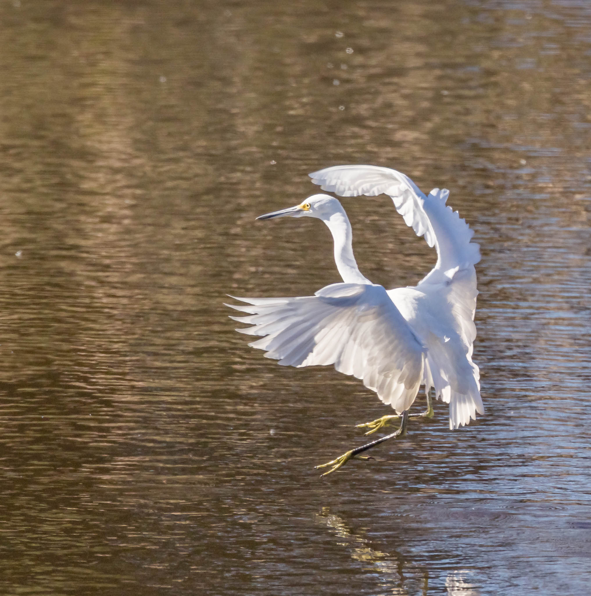 Snowy Egret