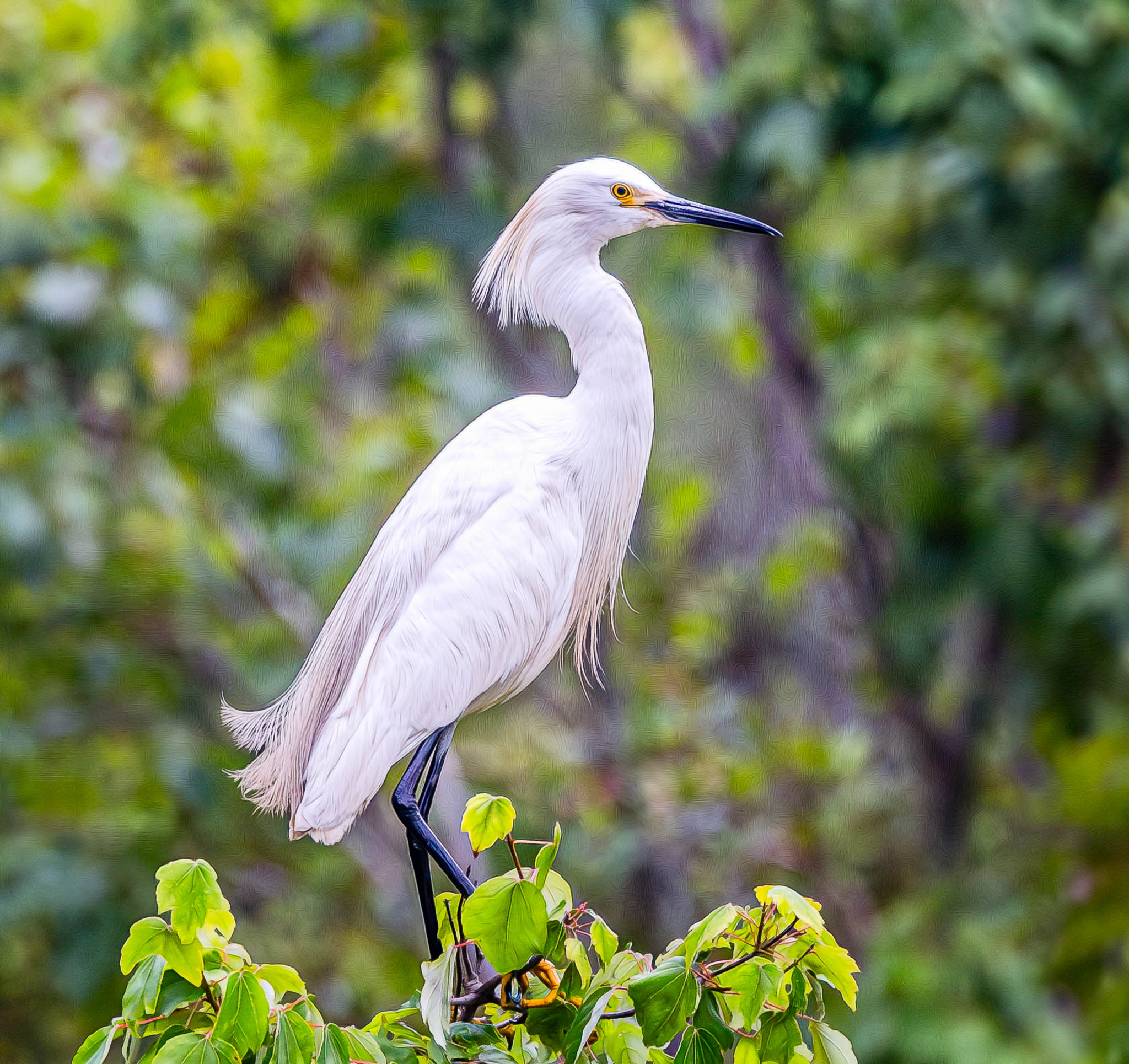 Snowy Egret