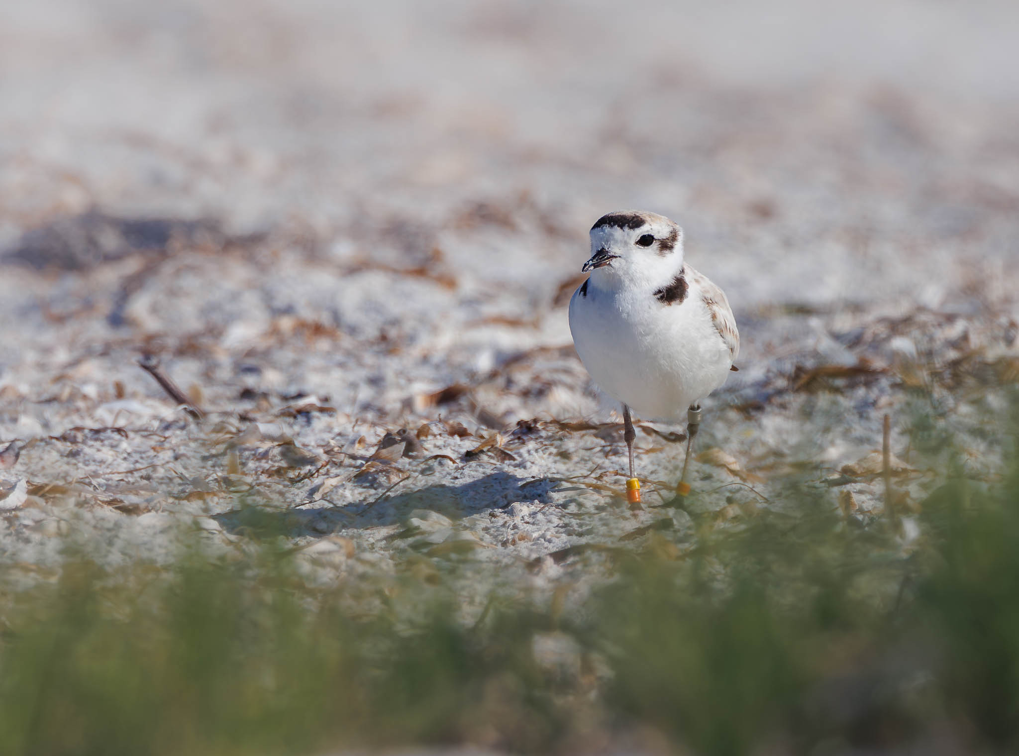 Snowy Plover