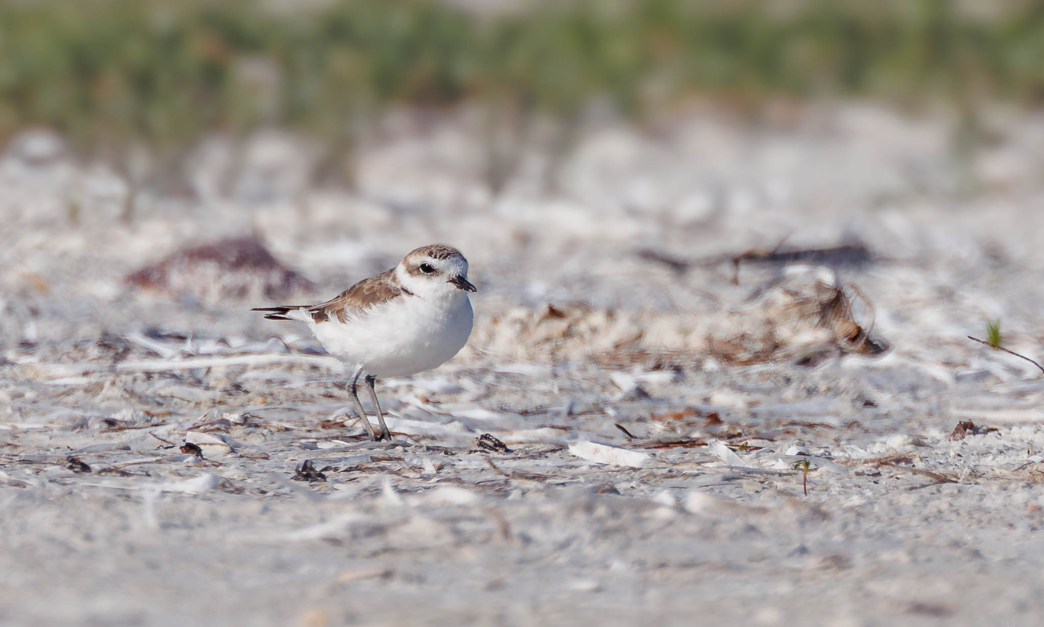 Snowy Plover