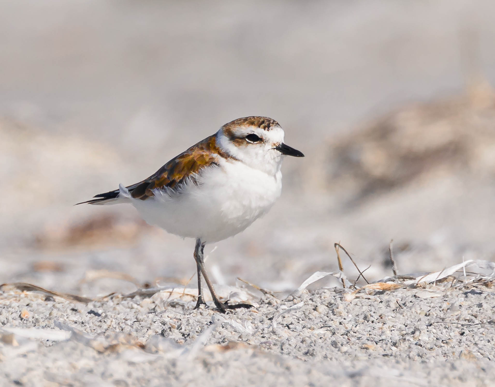Snowy Plover