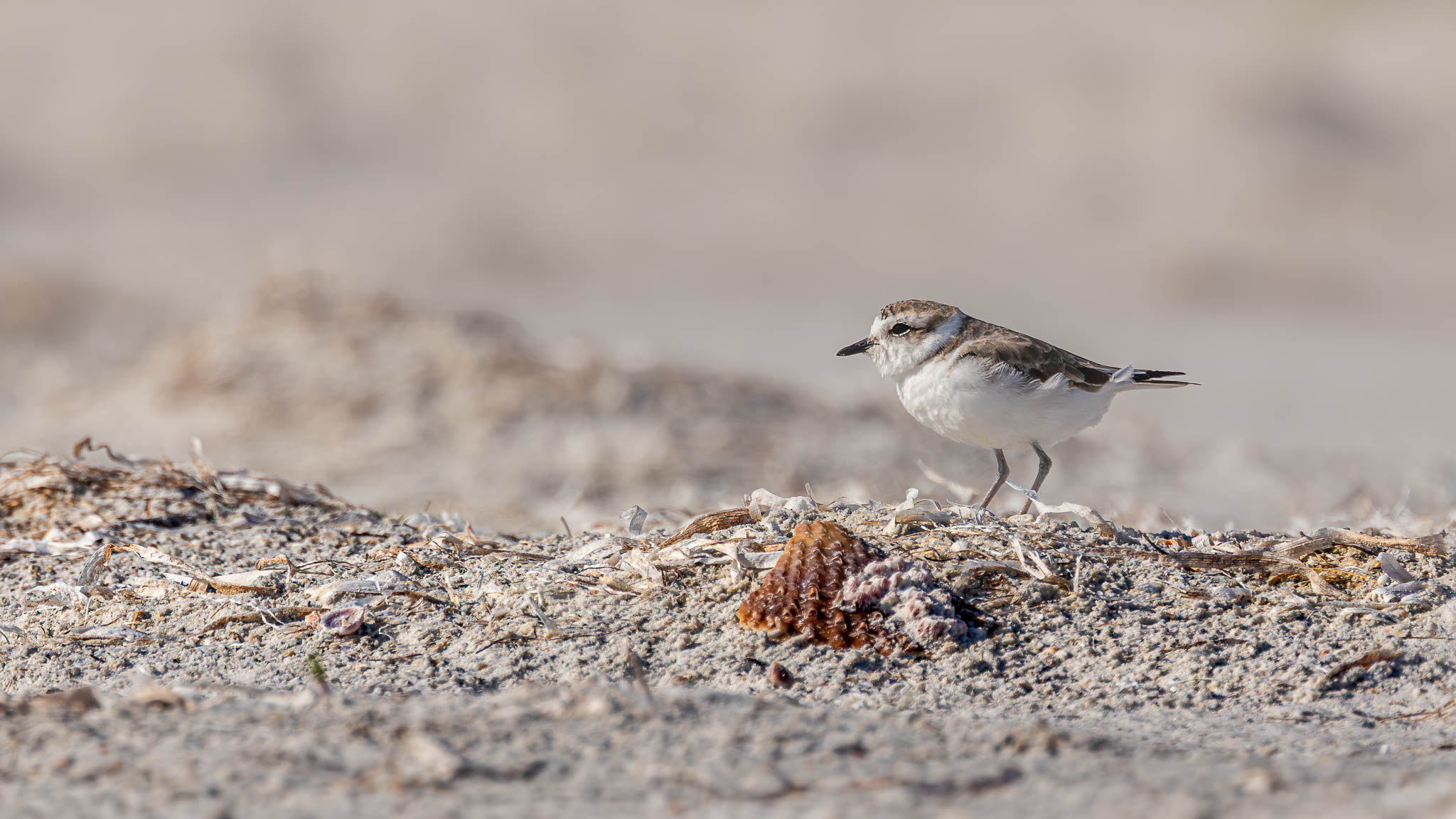 Snowy Plover
