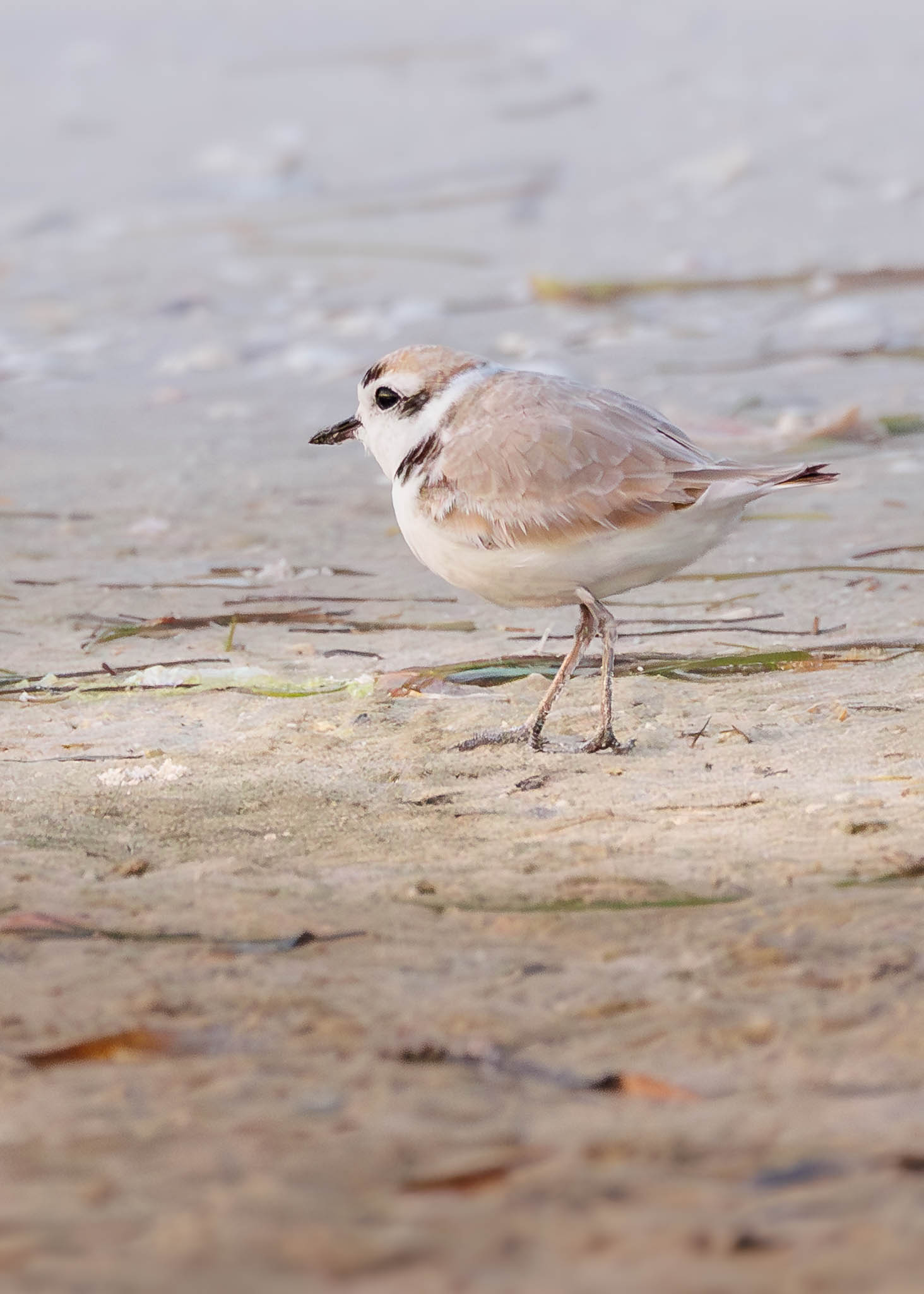 Snowy Plover