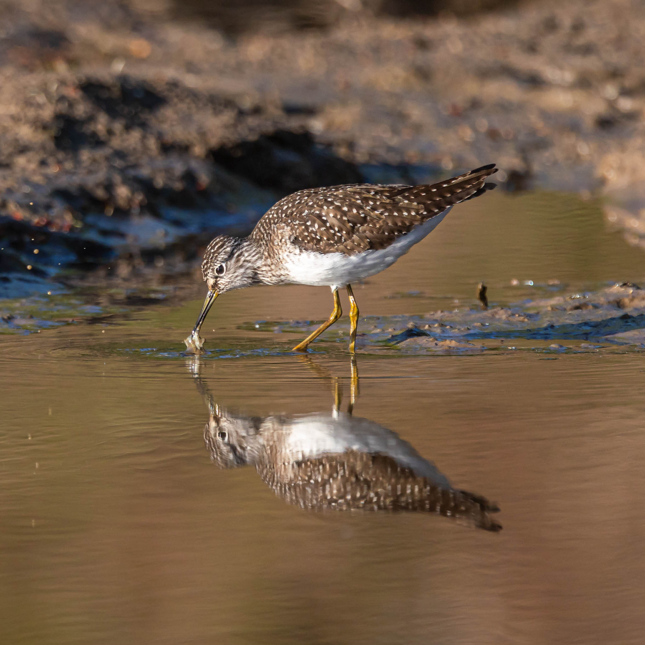 Solitary Sandpiper