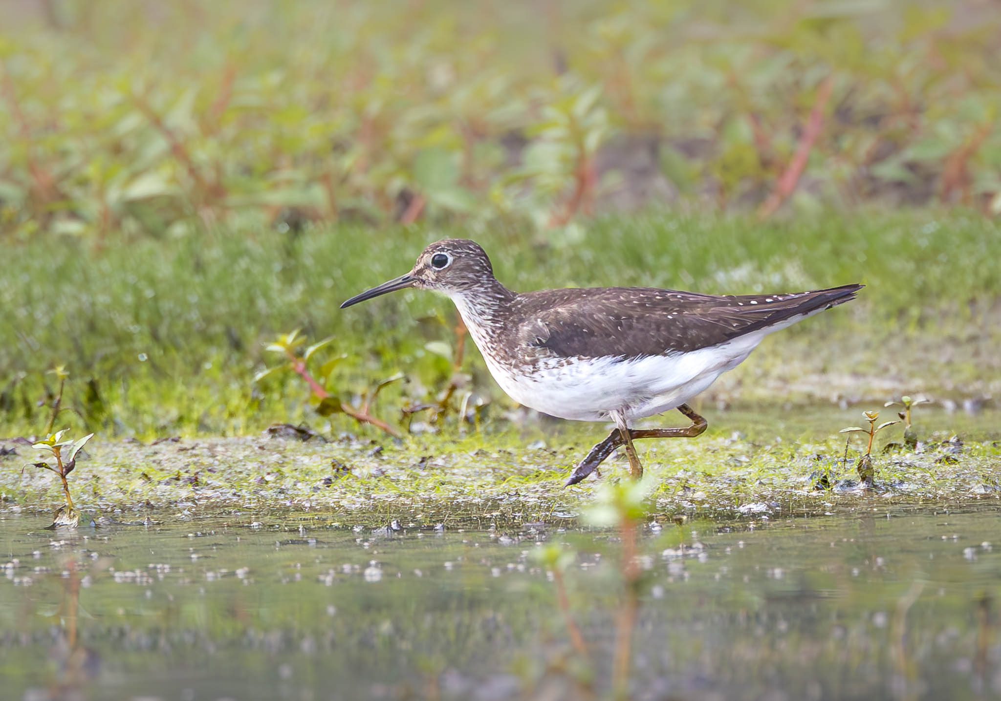 Solitary Sandpiper