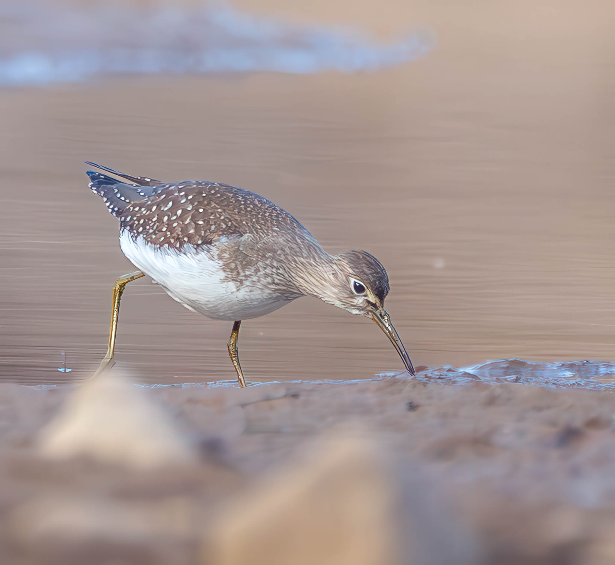 Solitary Sandpiper