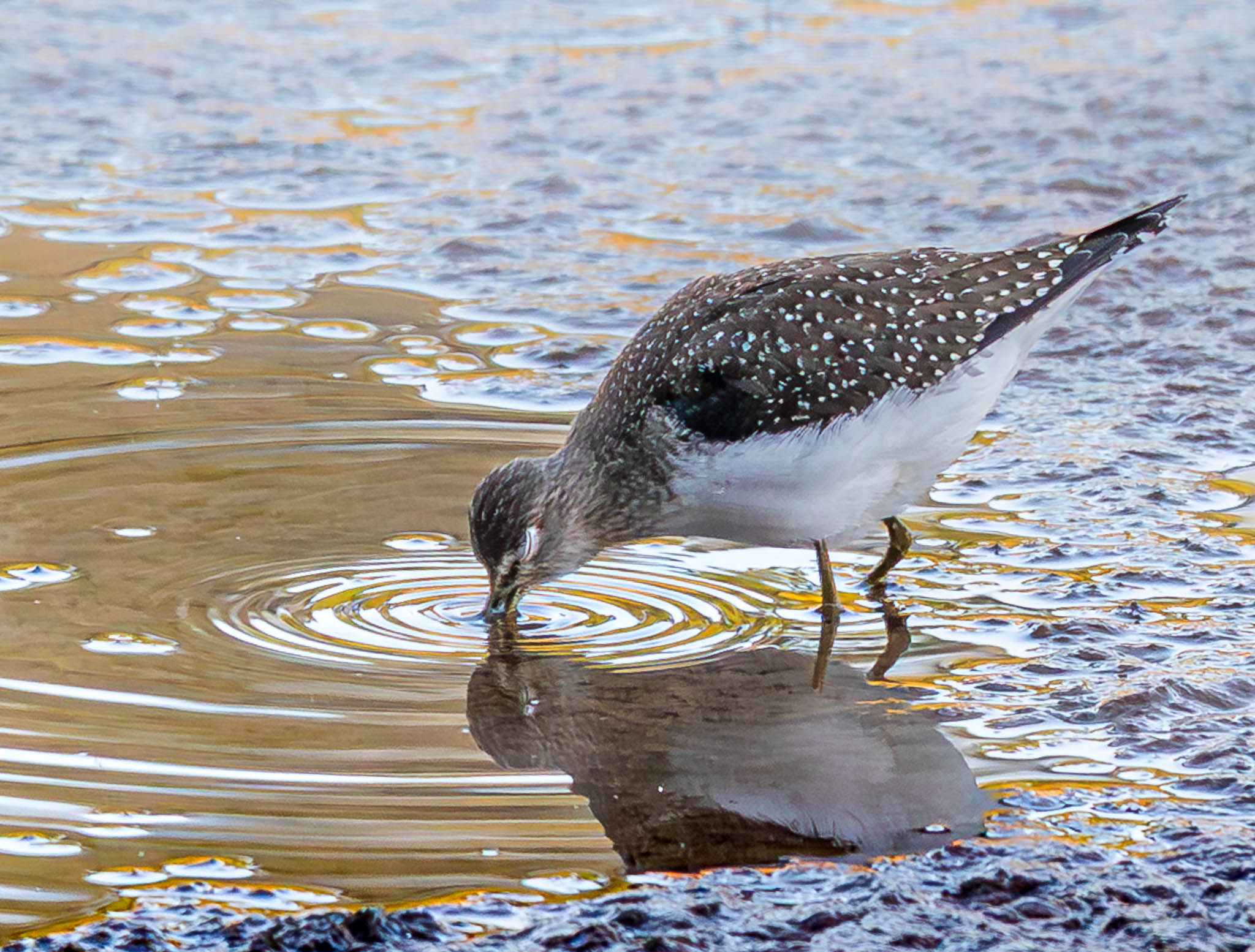 Solitary Sandpiper