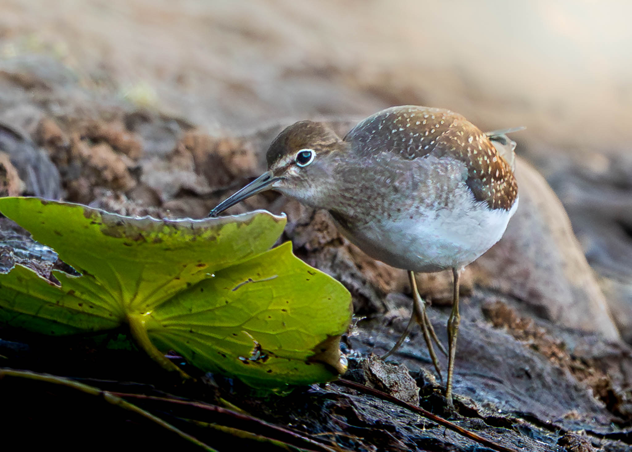 Solitary Sandpiper