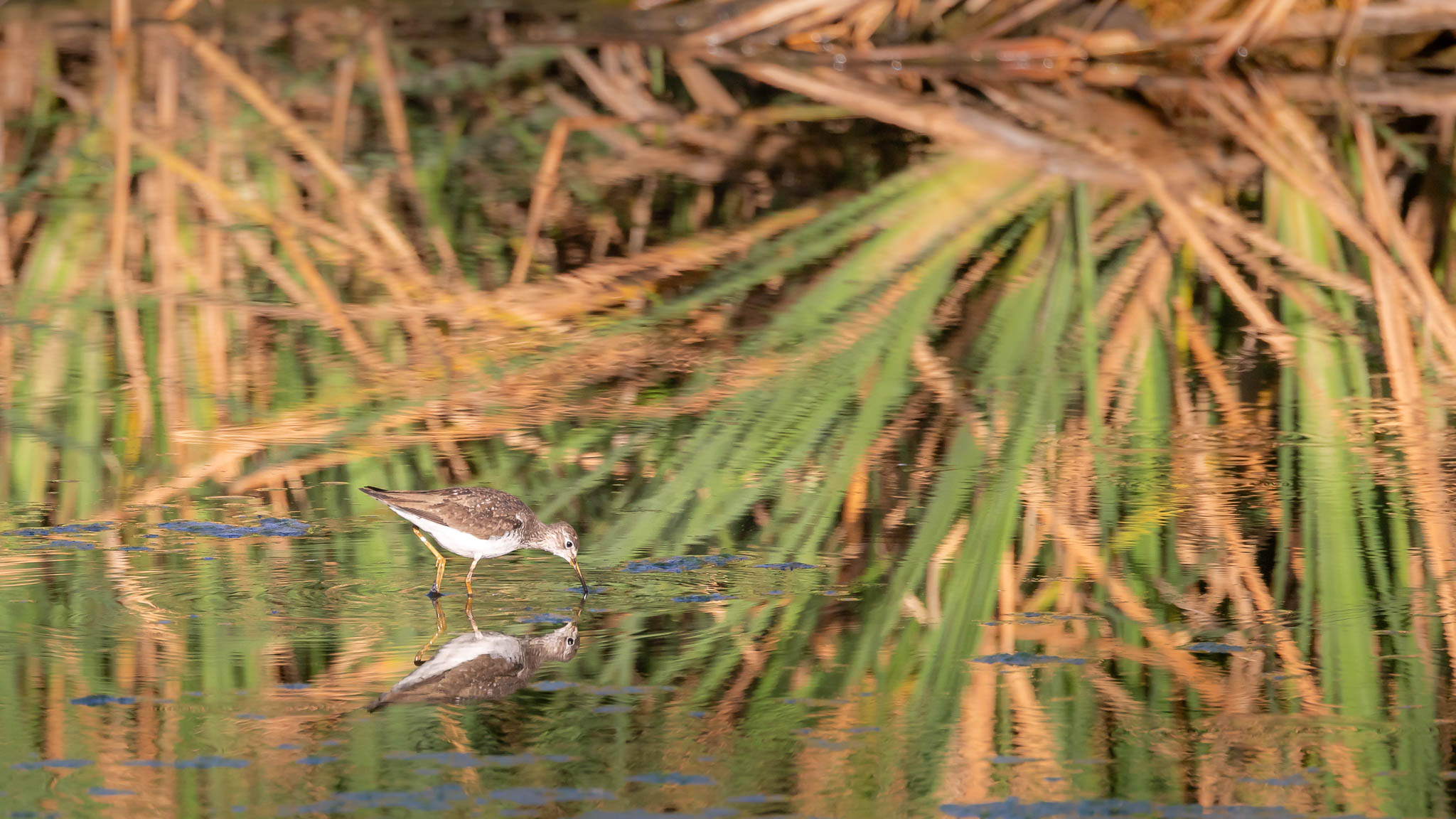 Solitary Sandpiper