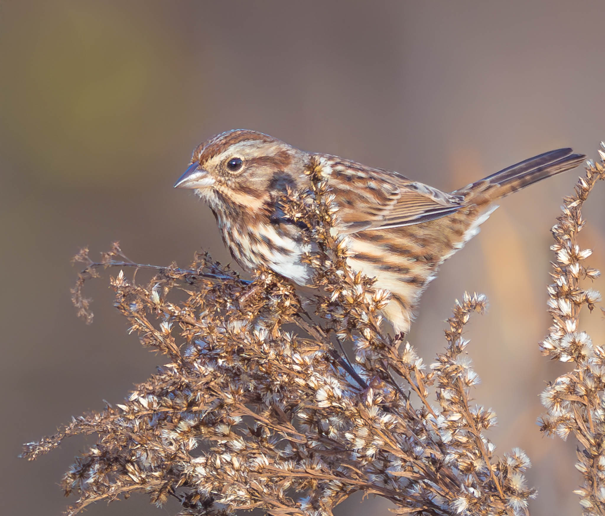 Song Sparrow
