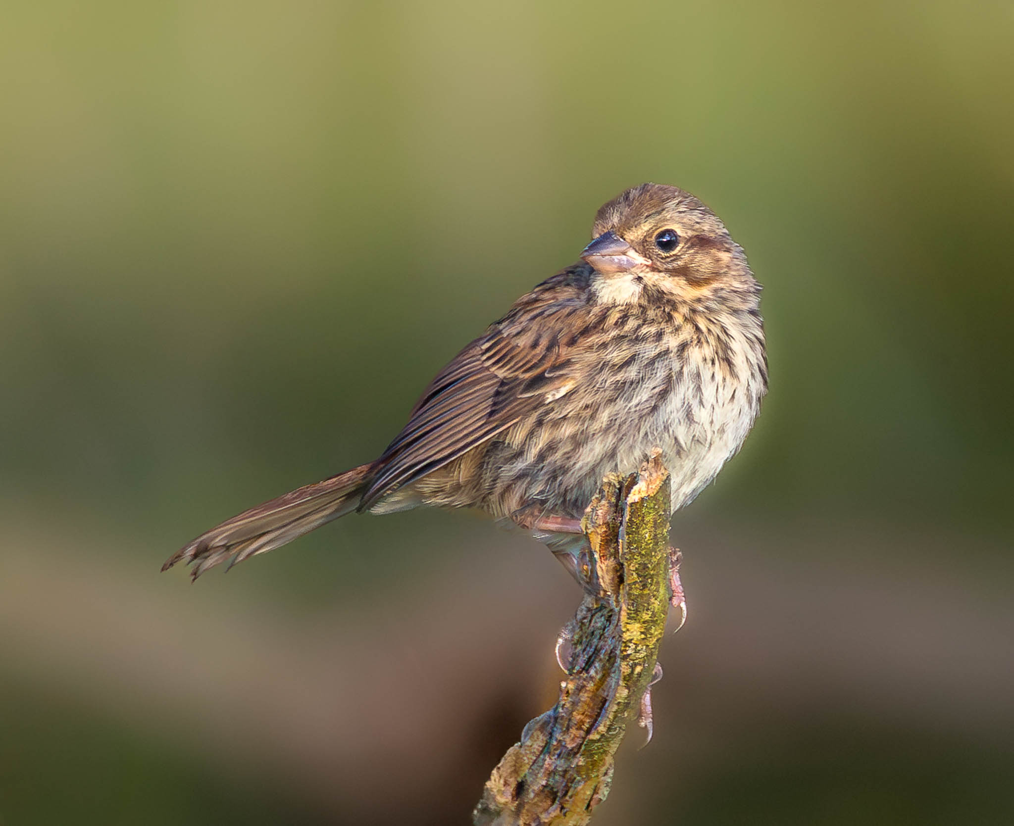 Song Sparrow