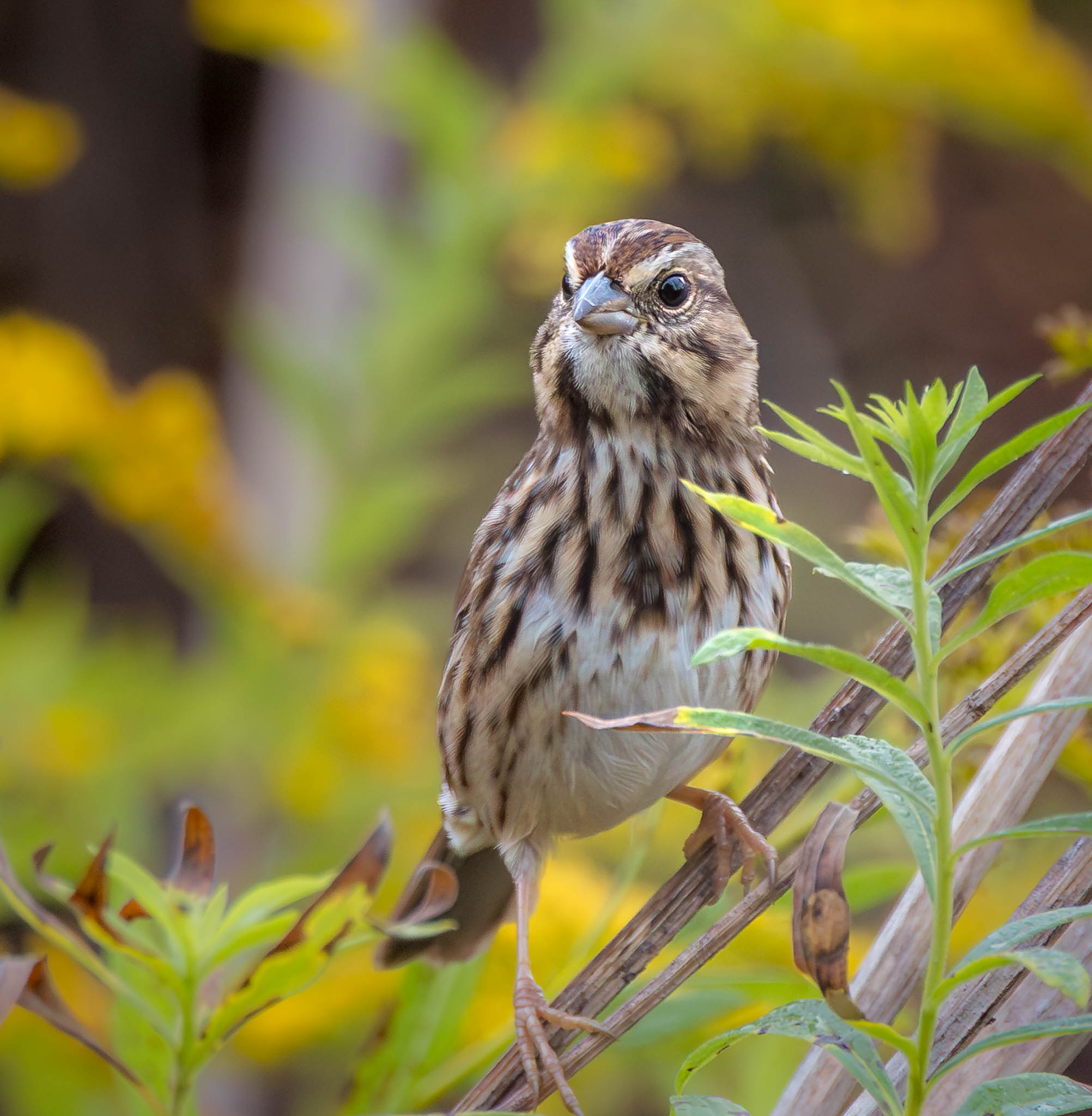 Song Sparrow