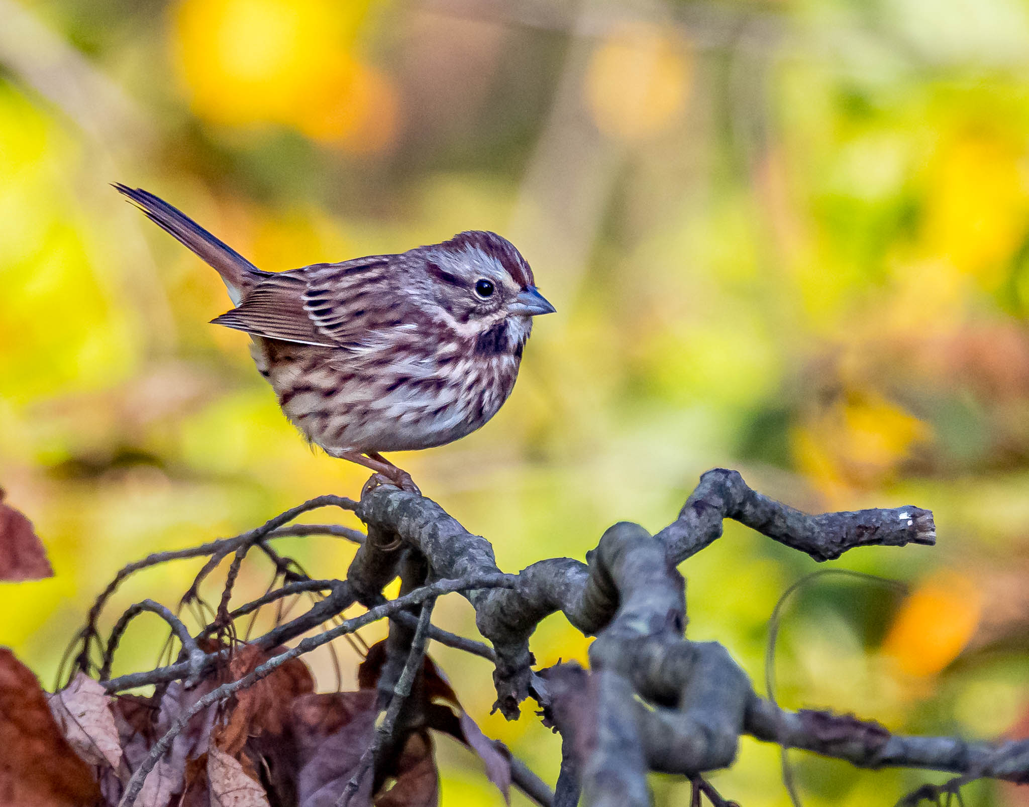 Song Sparrow