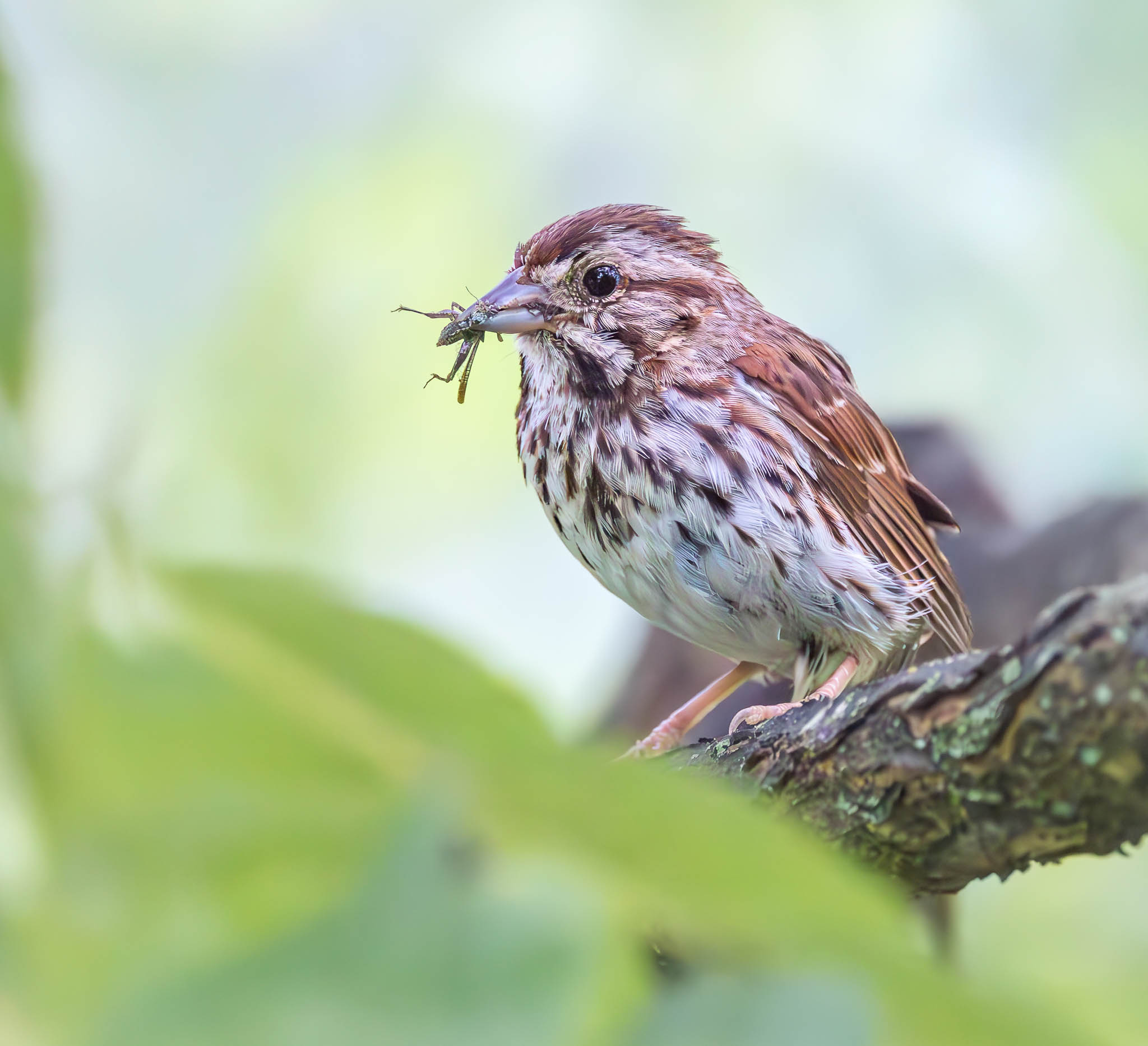Song Sparrow
