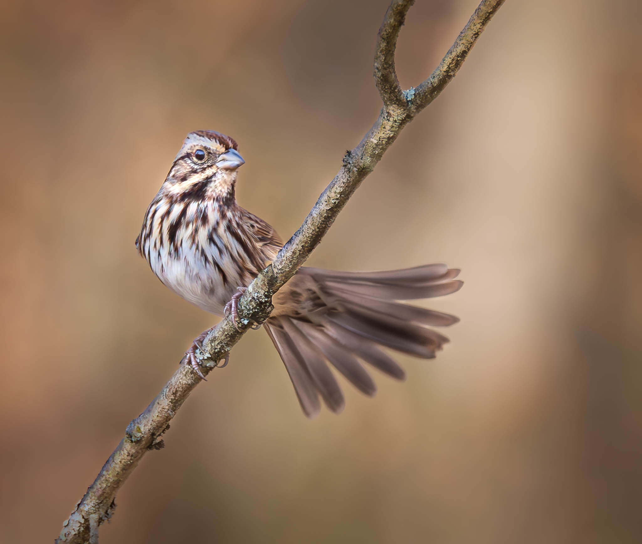 Song Sparrow