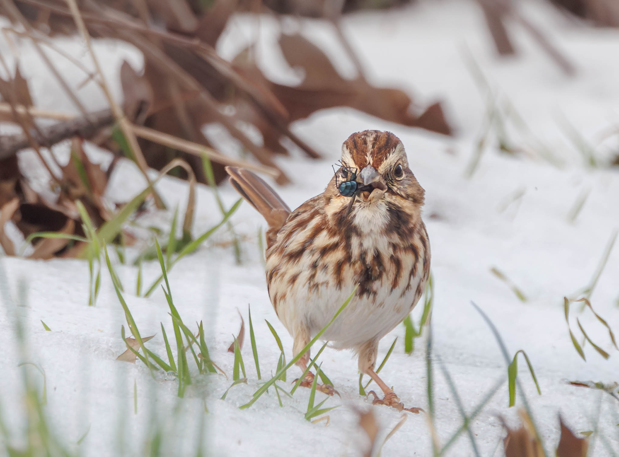Song Sparrow