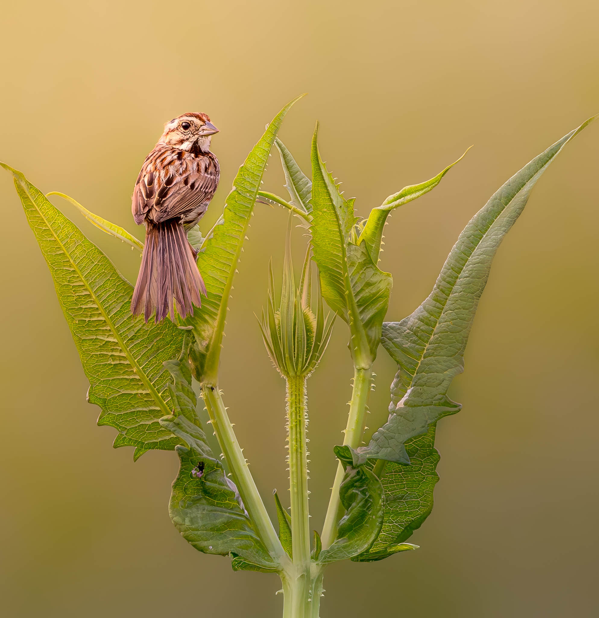 Song Sparrow