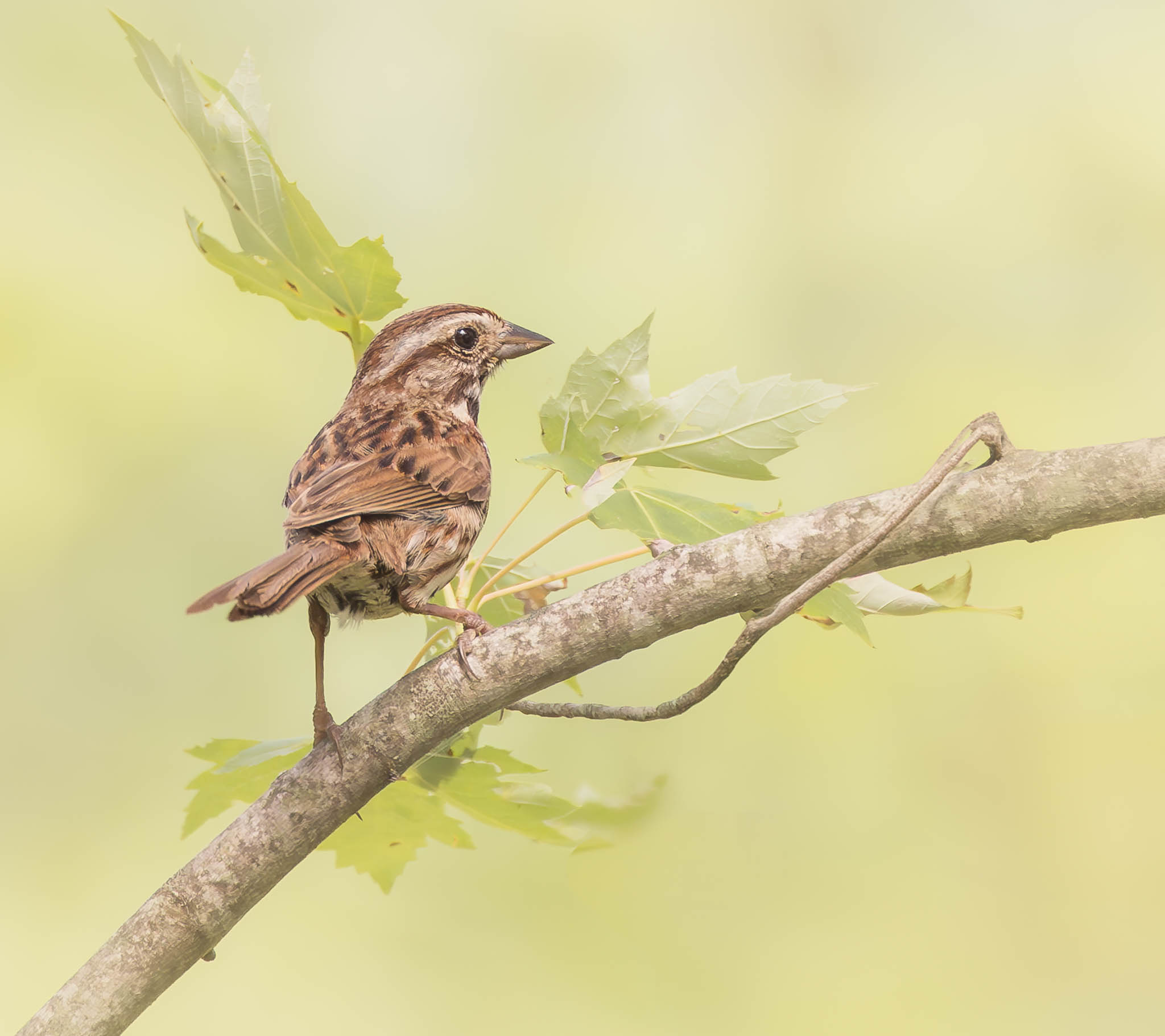 Song Sparrow