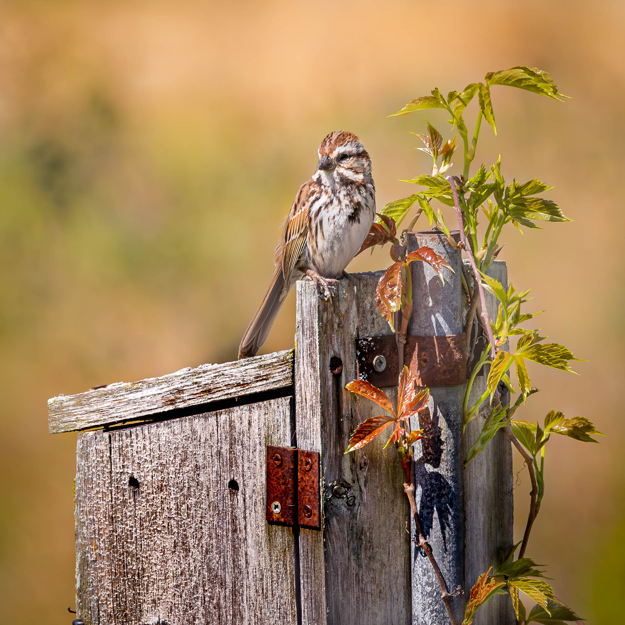 Song Sparrow