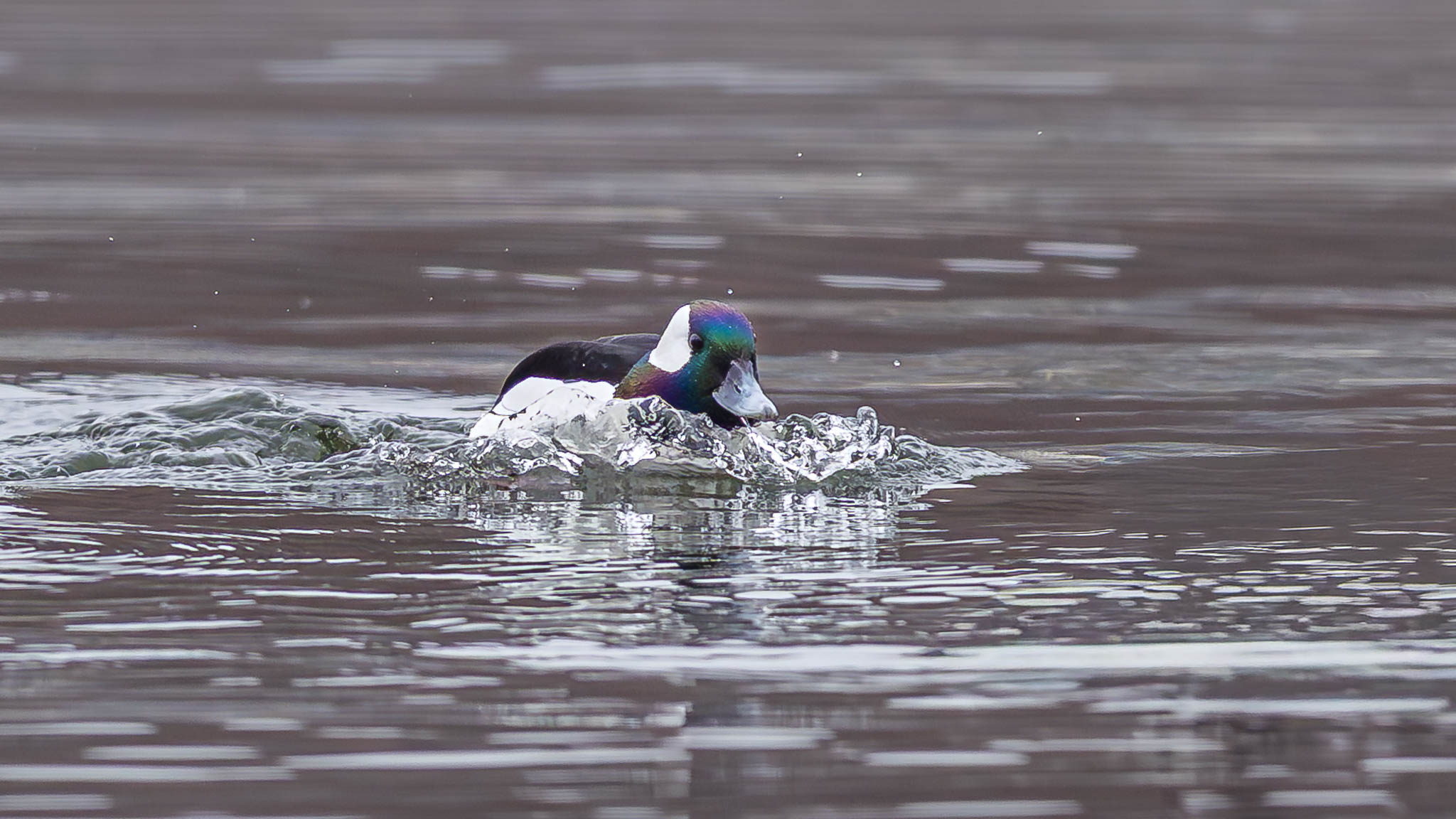 Bufflehead