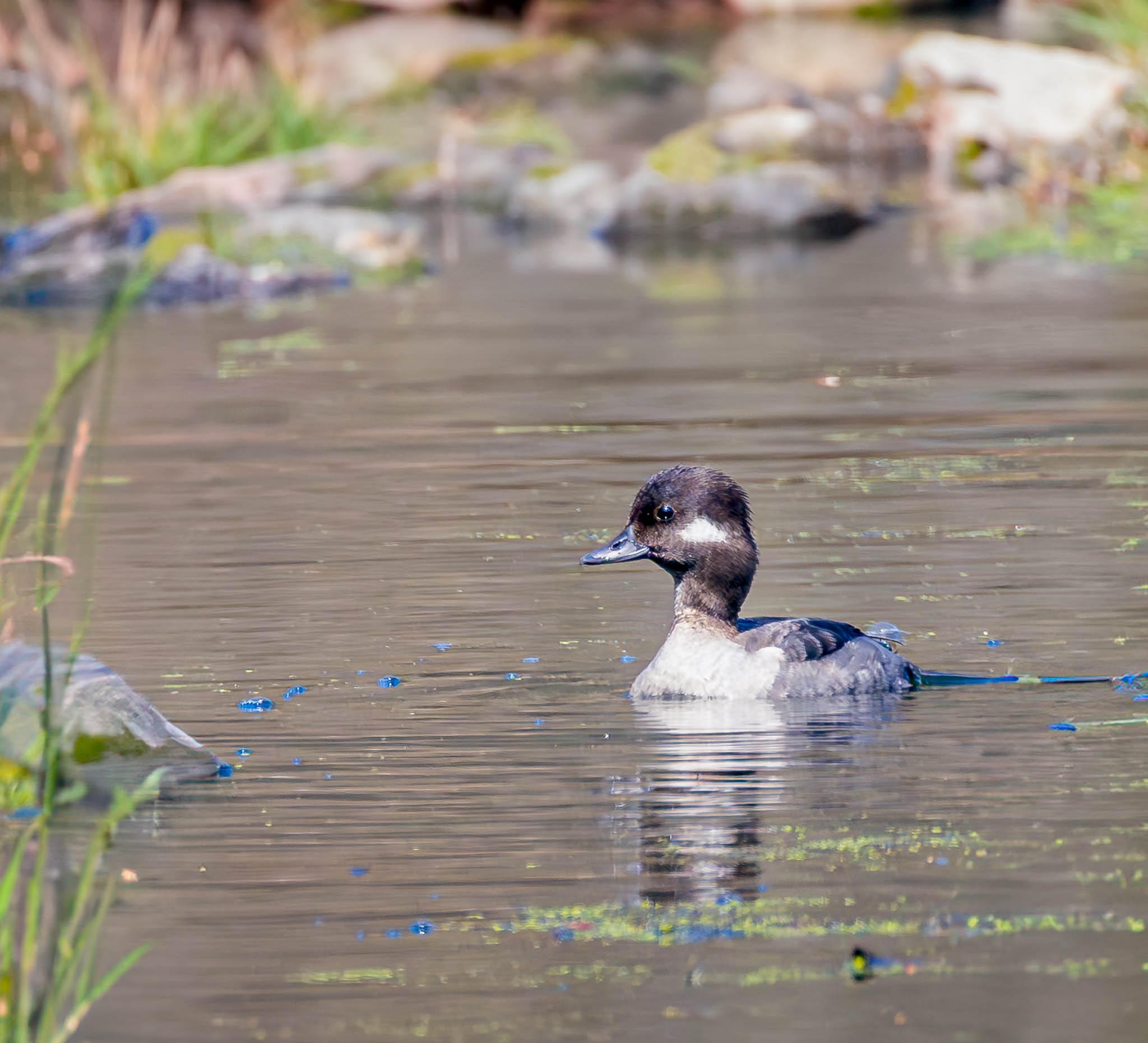 Bufflehead
