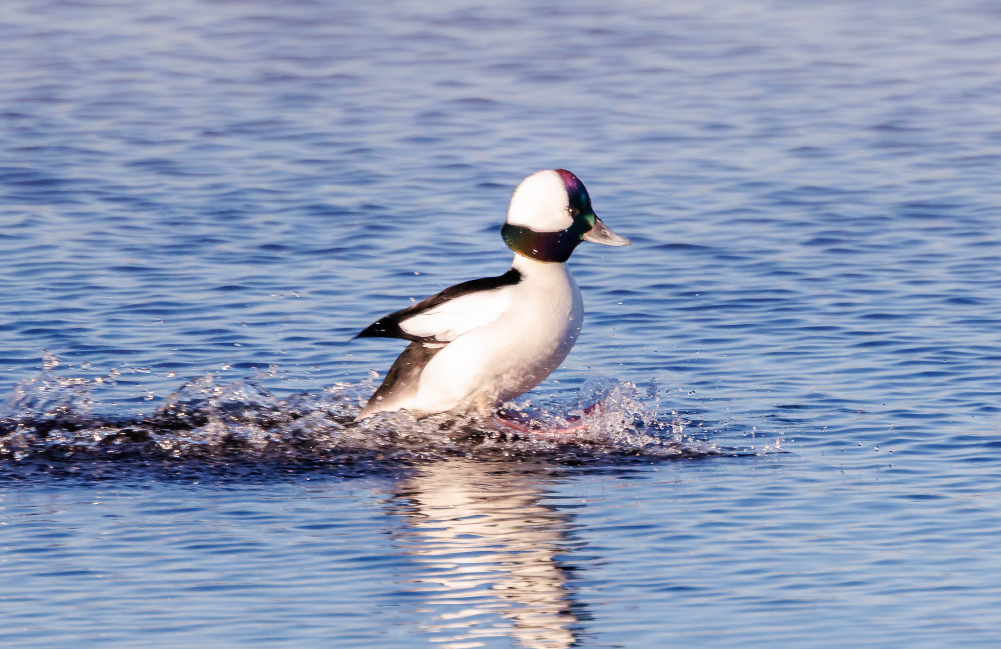 Bufflehead