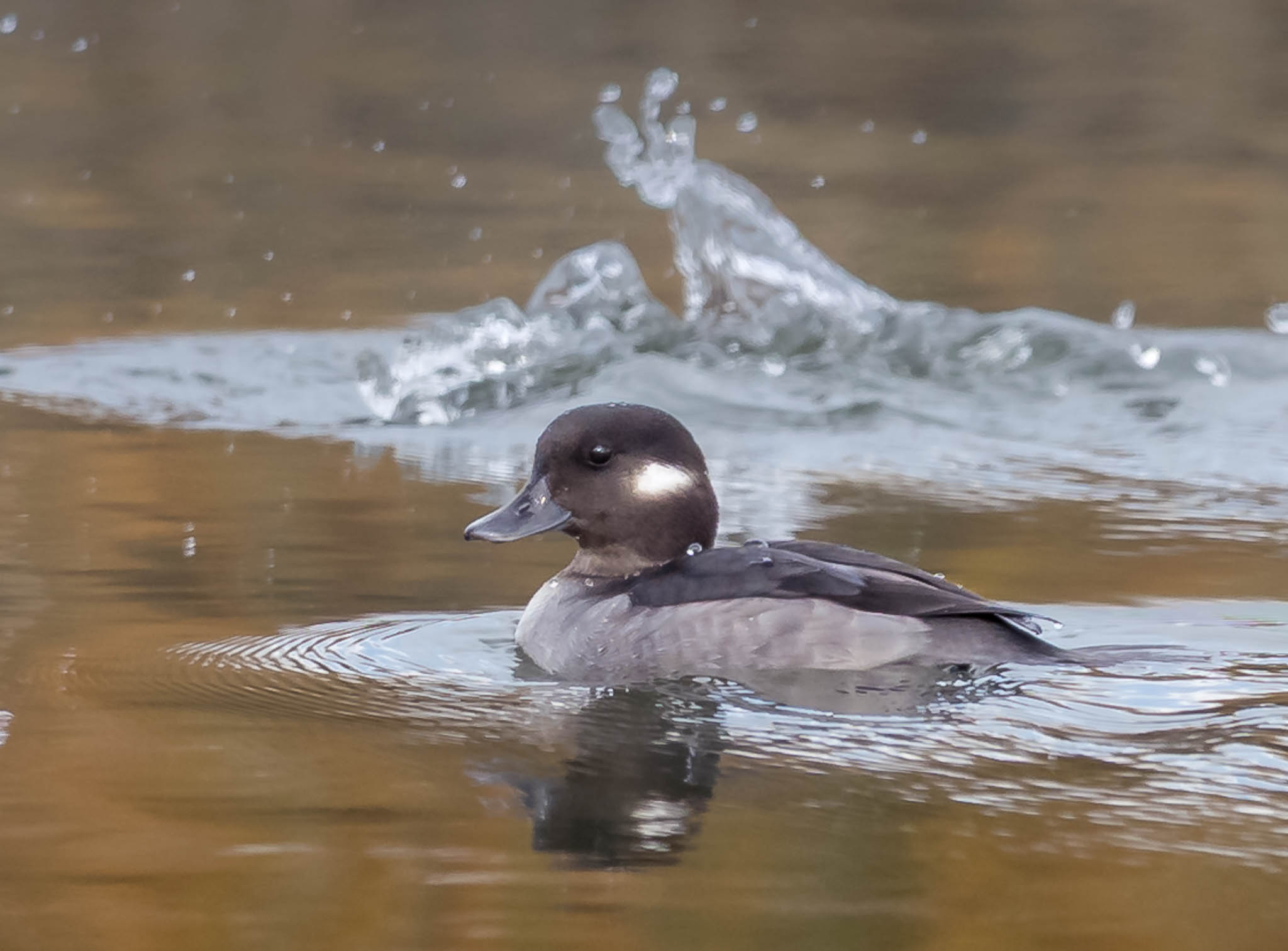 Bufflehead