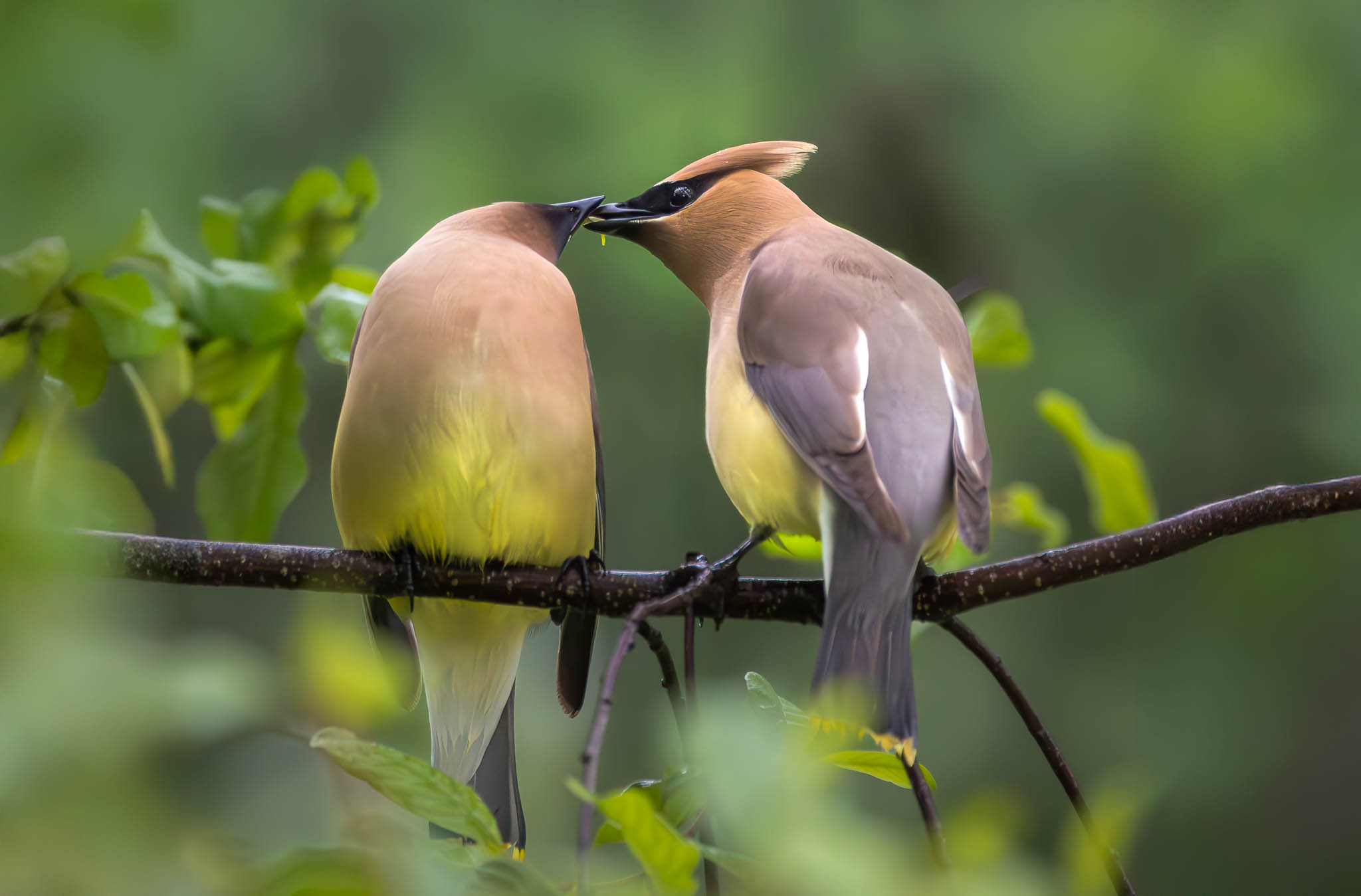 Cedar Waxwing