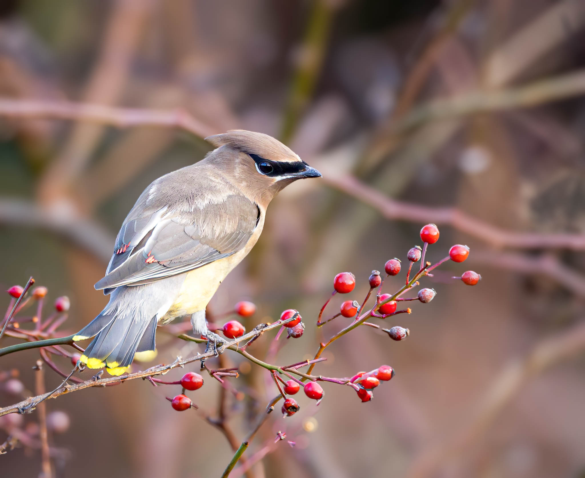 Cedar Waxwing