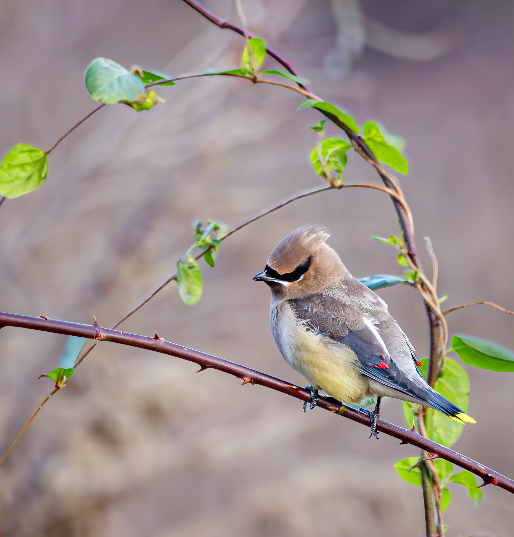 Cedar Waxwing