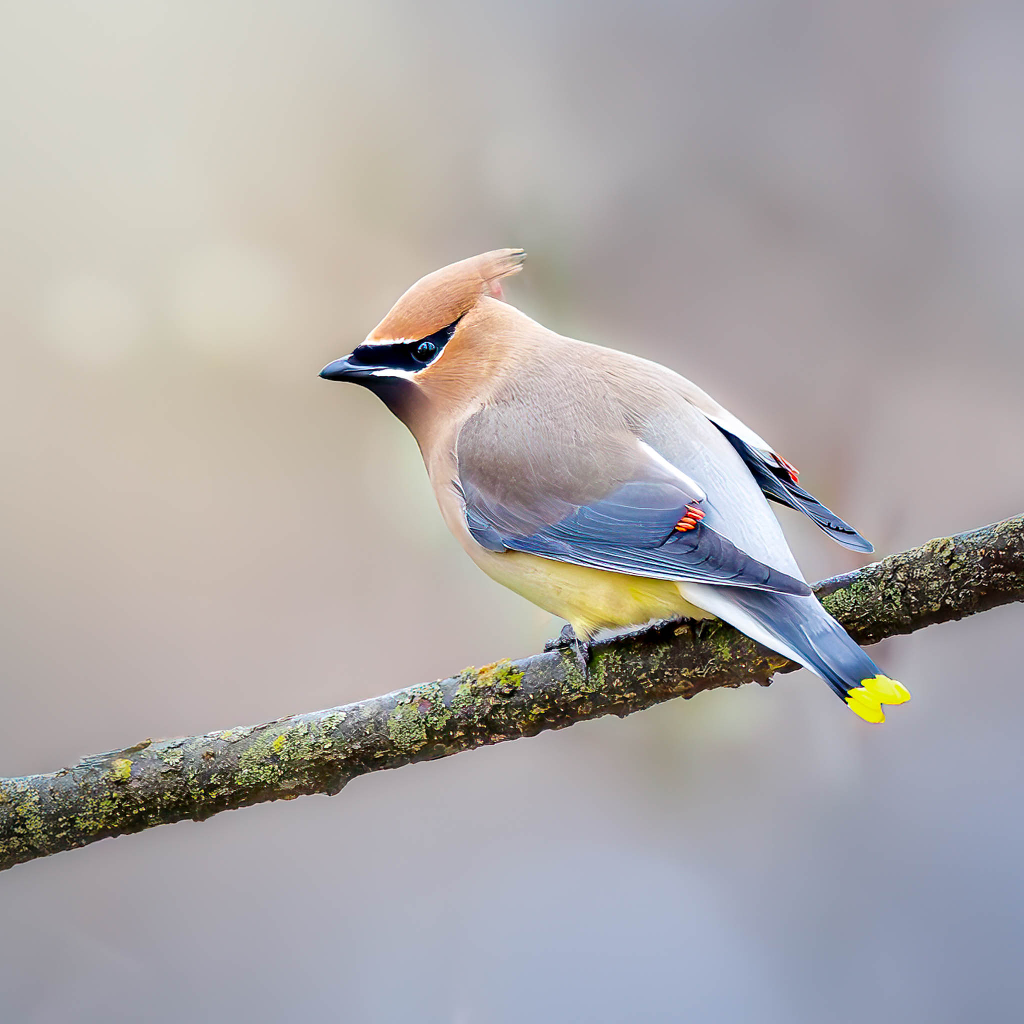 Cedar Waxwing