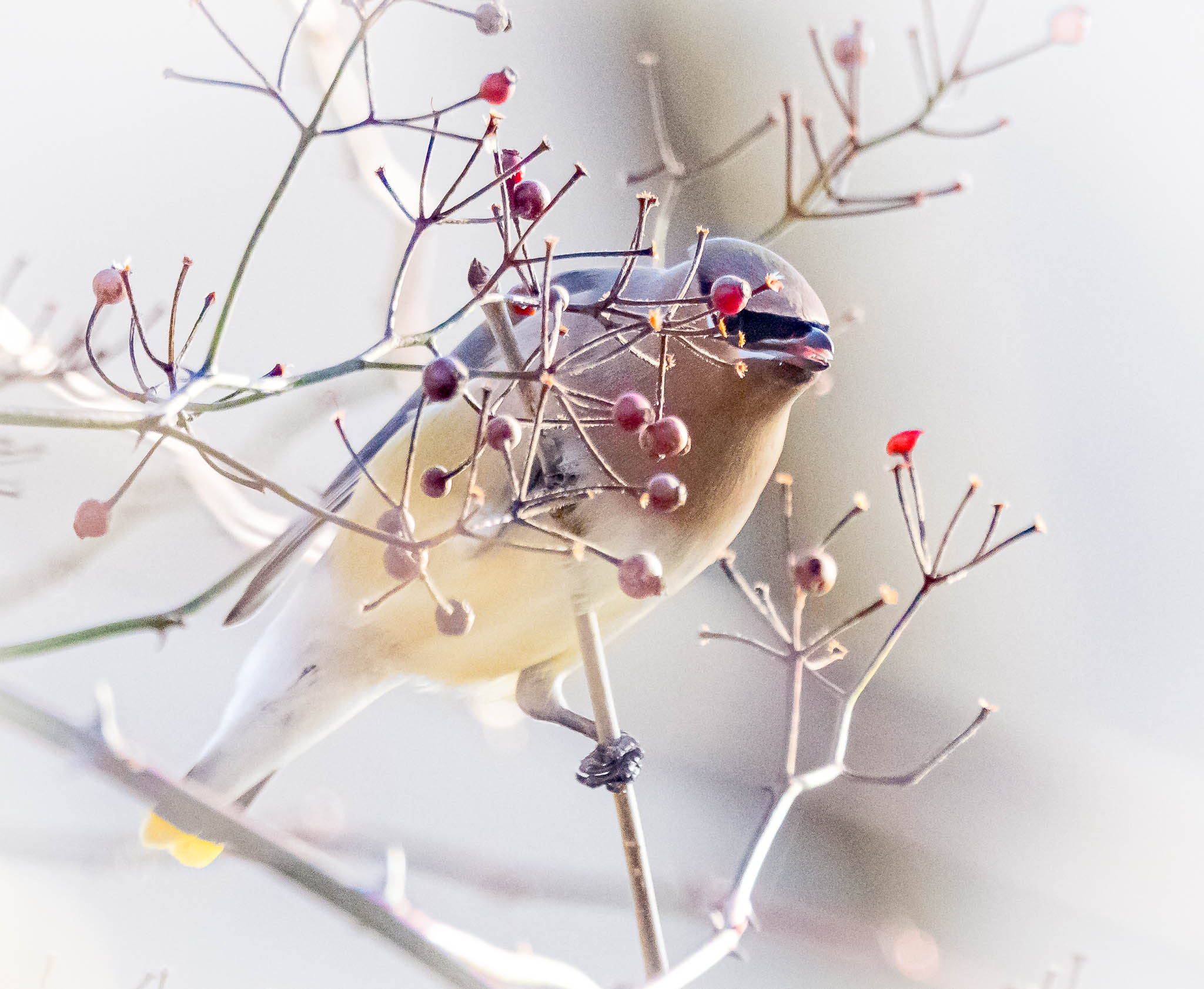 Cedar Waxwing