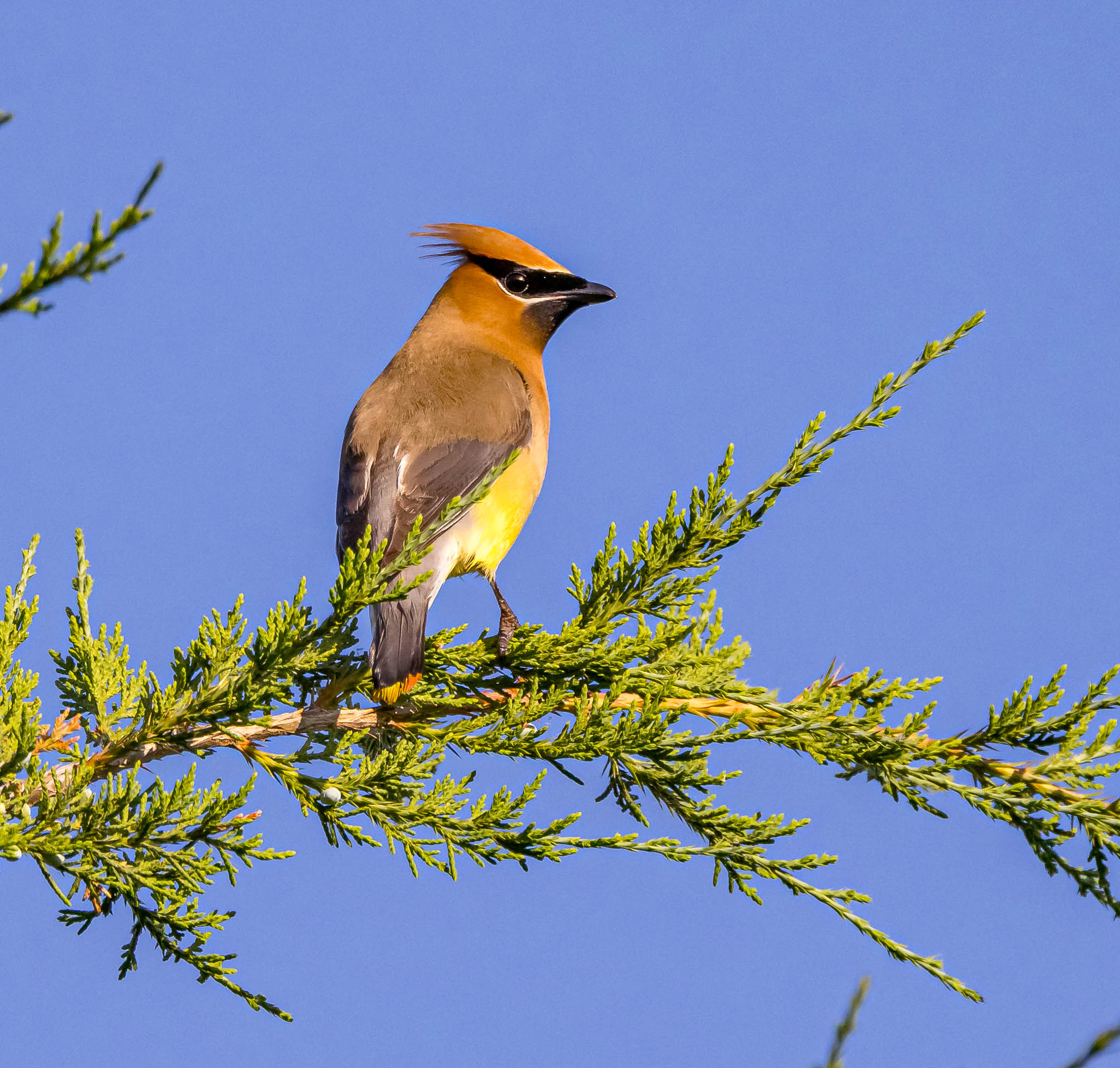 Cedar Waxwing